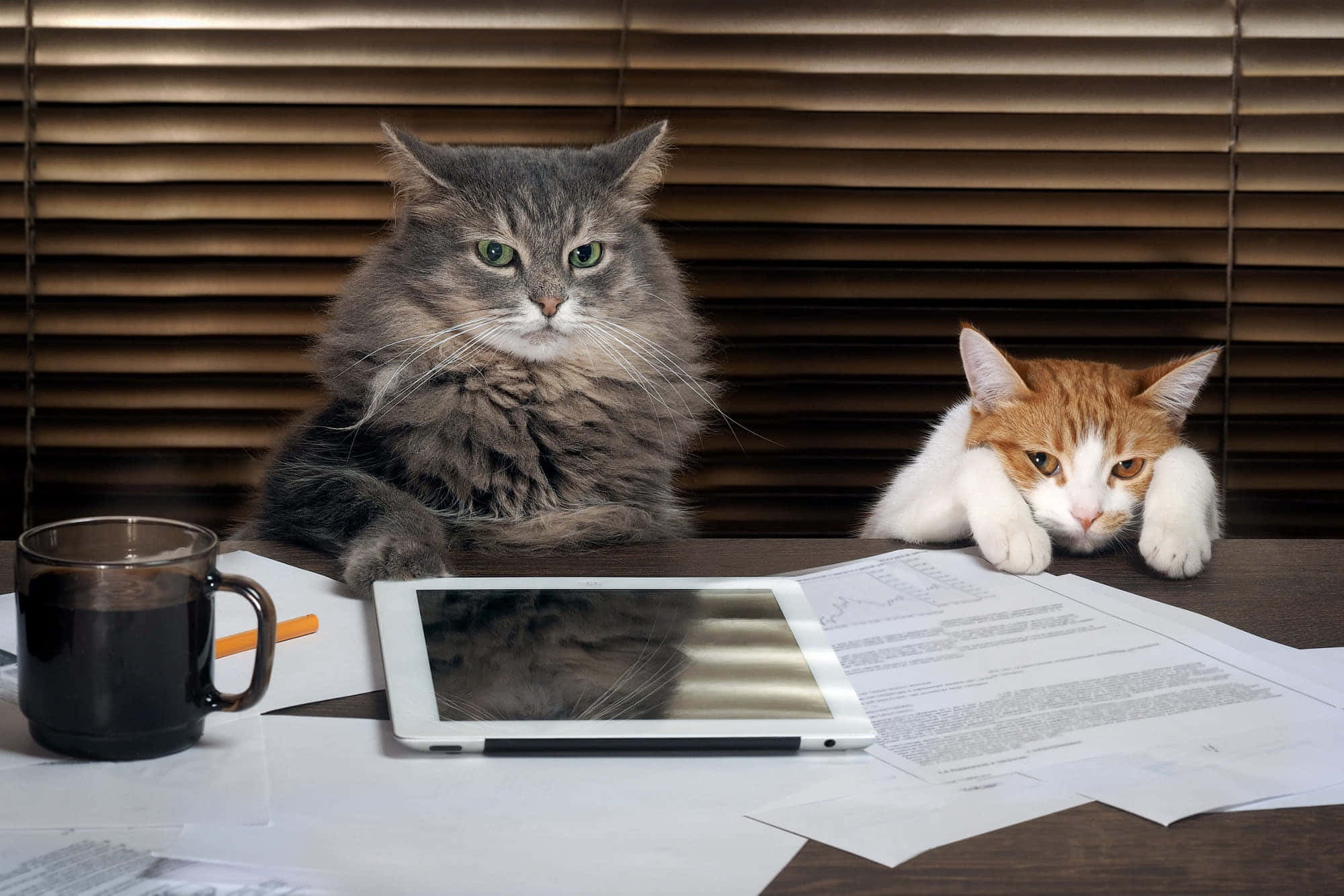 Dunia Kulingana na Grumpy Cat Picha ya Ukuta
