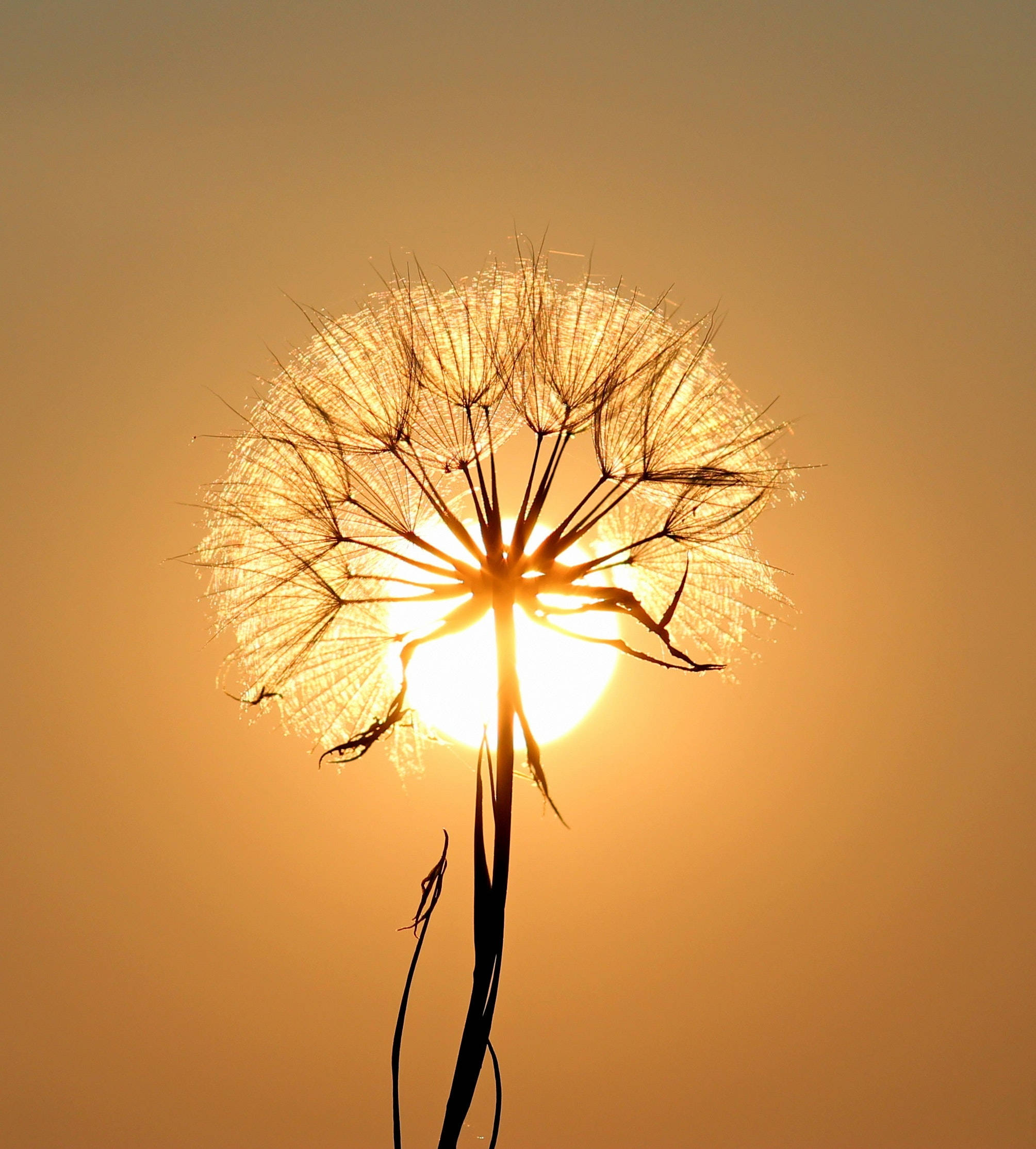 Embrace the beauty of change Picha ya Ukuta