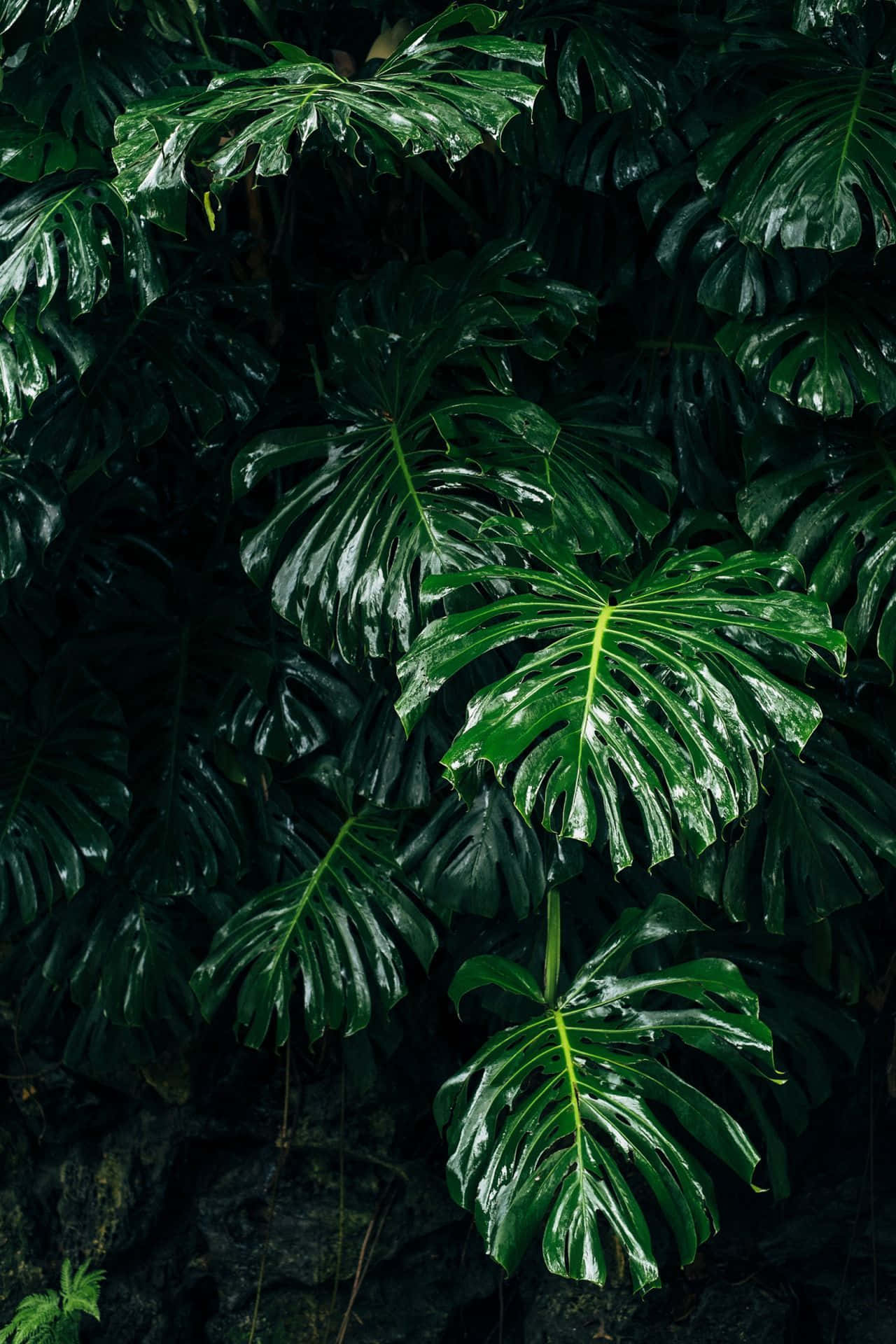 Enchanting Dark Green Aesthetic Background Picha ya Ukuta