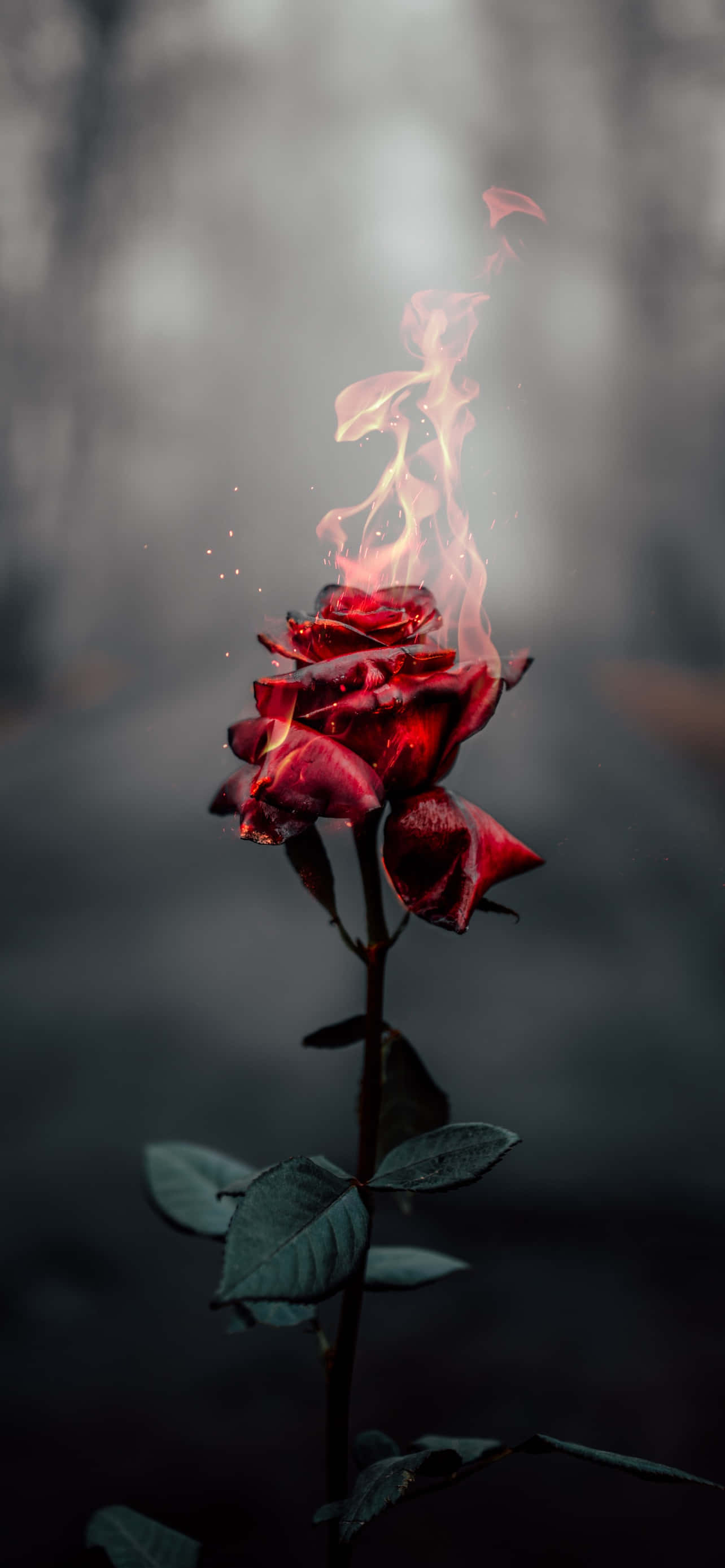 Enchanting Field of Roses Picha ya Ukuta