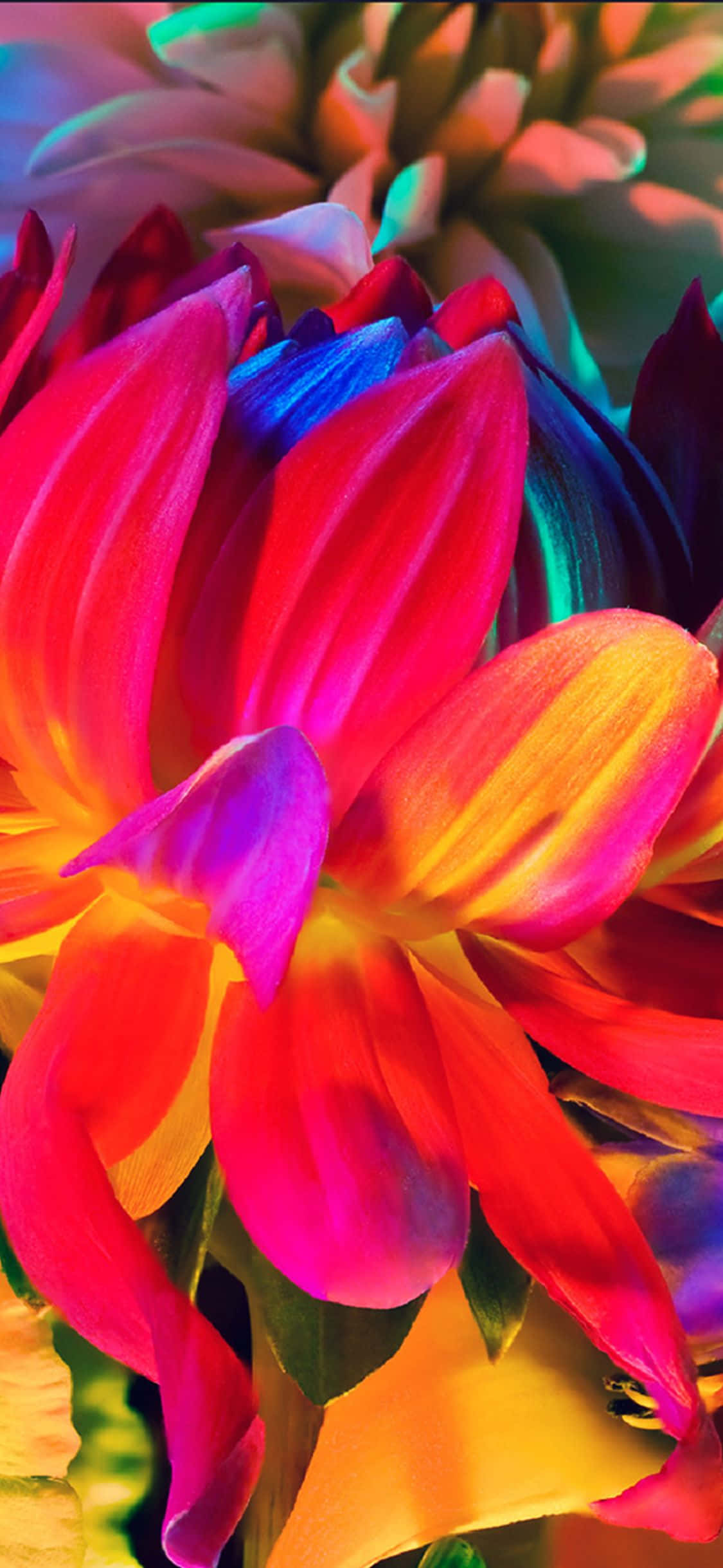 Enjoy a beautiful rainbow garden of flowers on your iPhone! Picha ya Ukuta