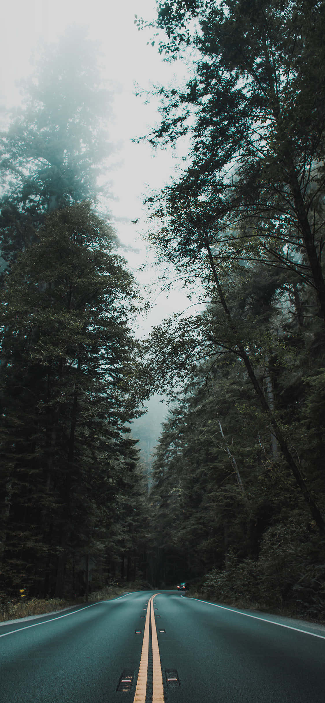Enjoy the nature on your phone's screen Picha ya Ukuta