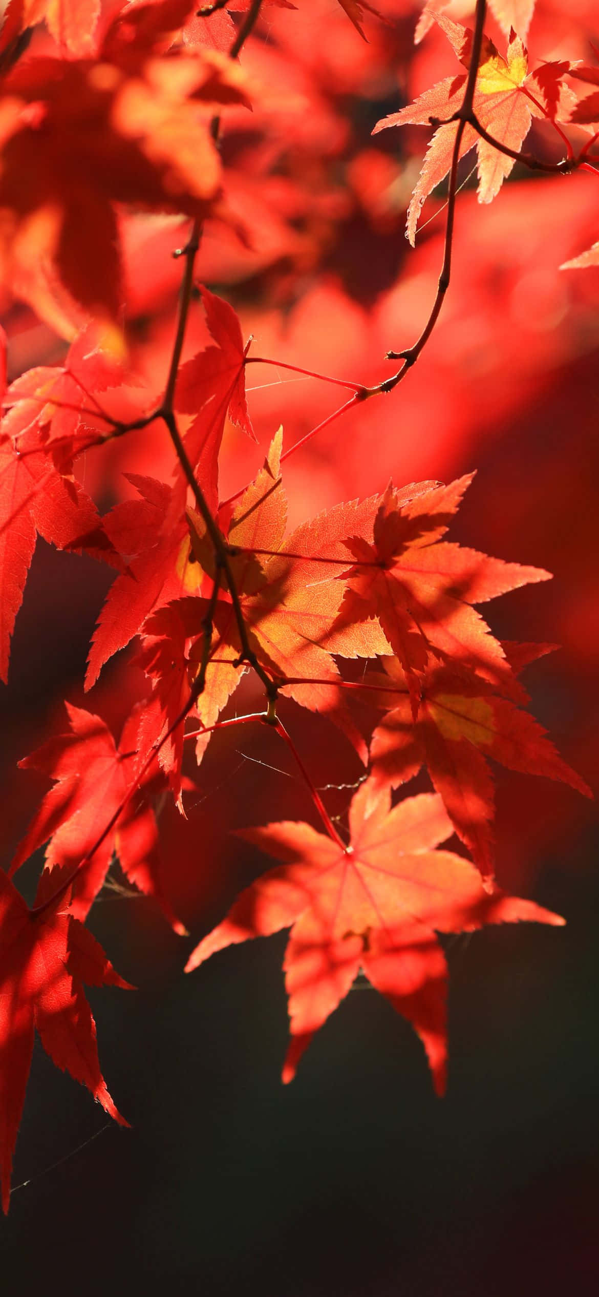 Enjoy the sight of red and golden leaves in the best Fall! Picha ya Ukuta