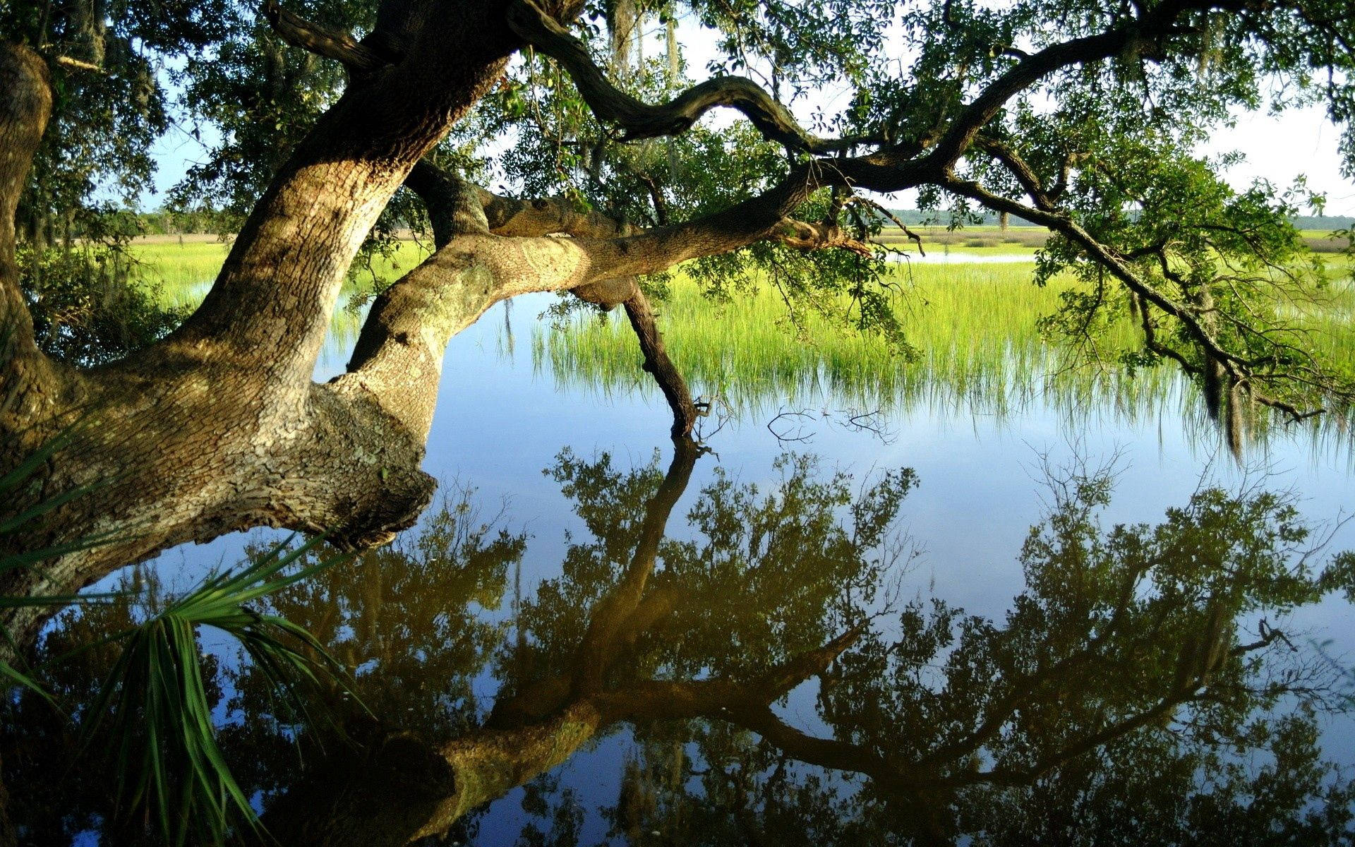 Enjoy the wonders of summer under a Bending Tree Picha ya Ukuta