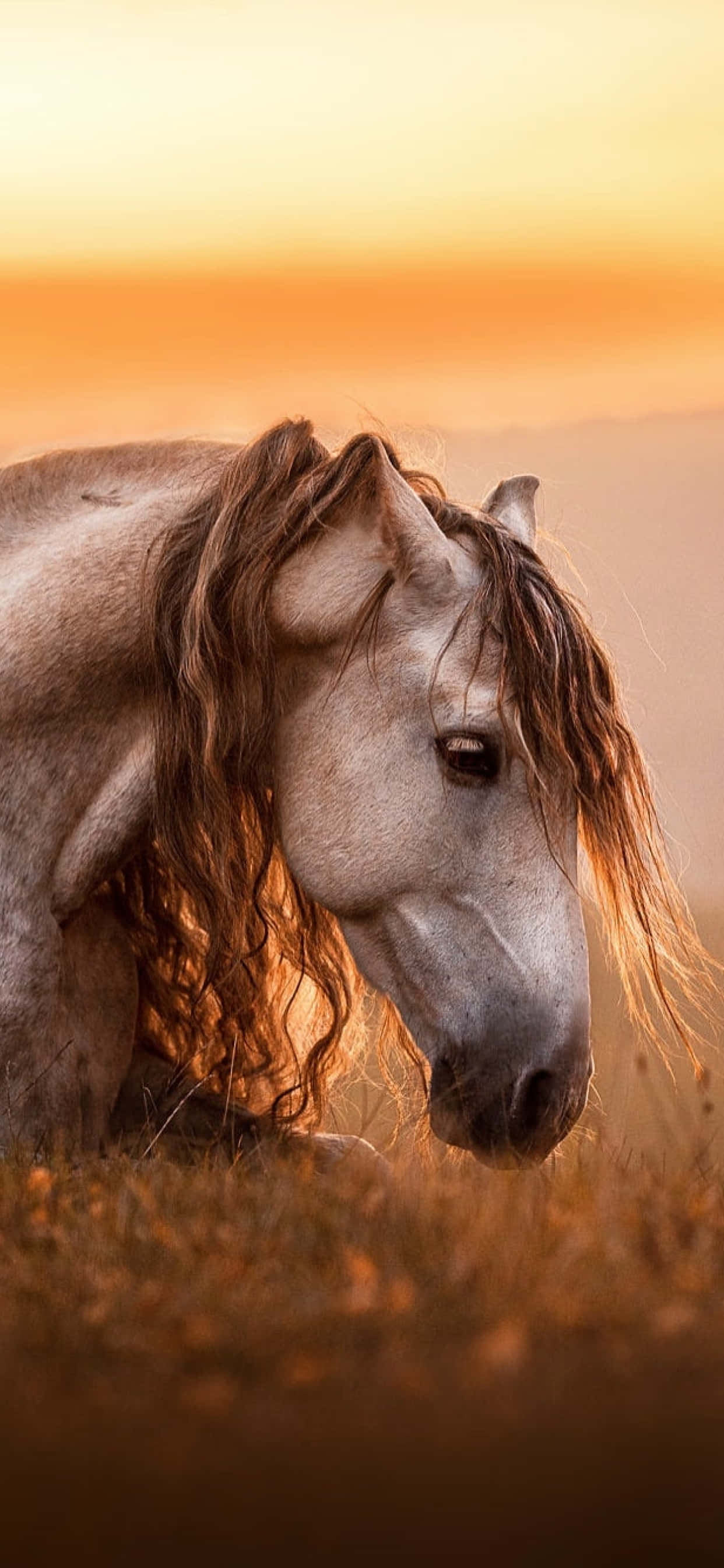 Every Horse Is Beautiful Picha ya Ukuta