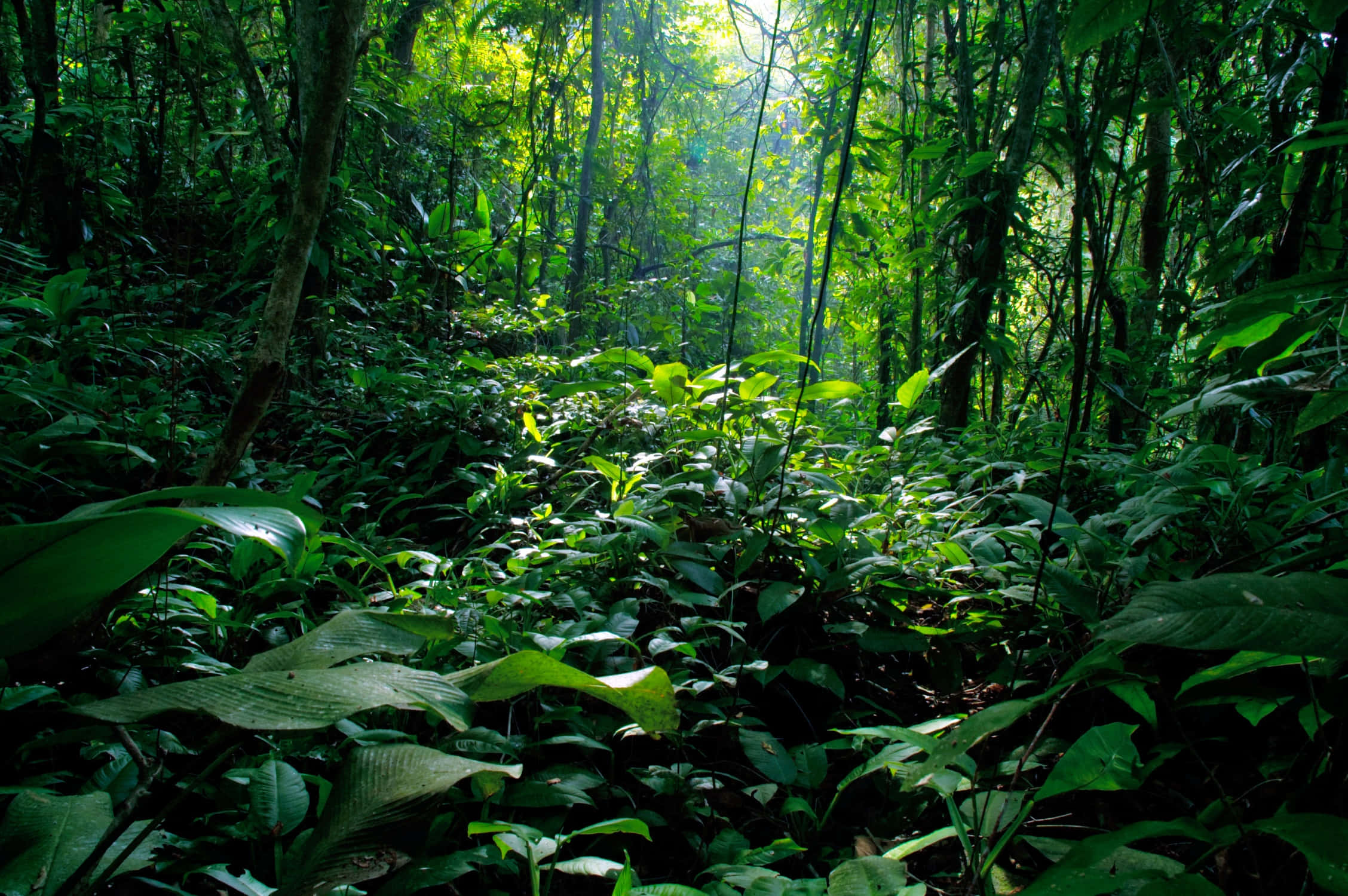Exploring a new world in a lush, green jungle Picha ya Ukuta