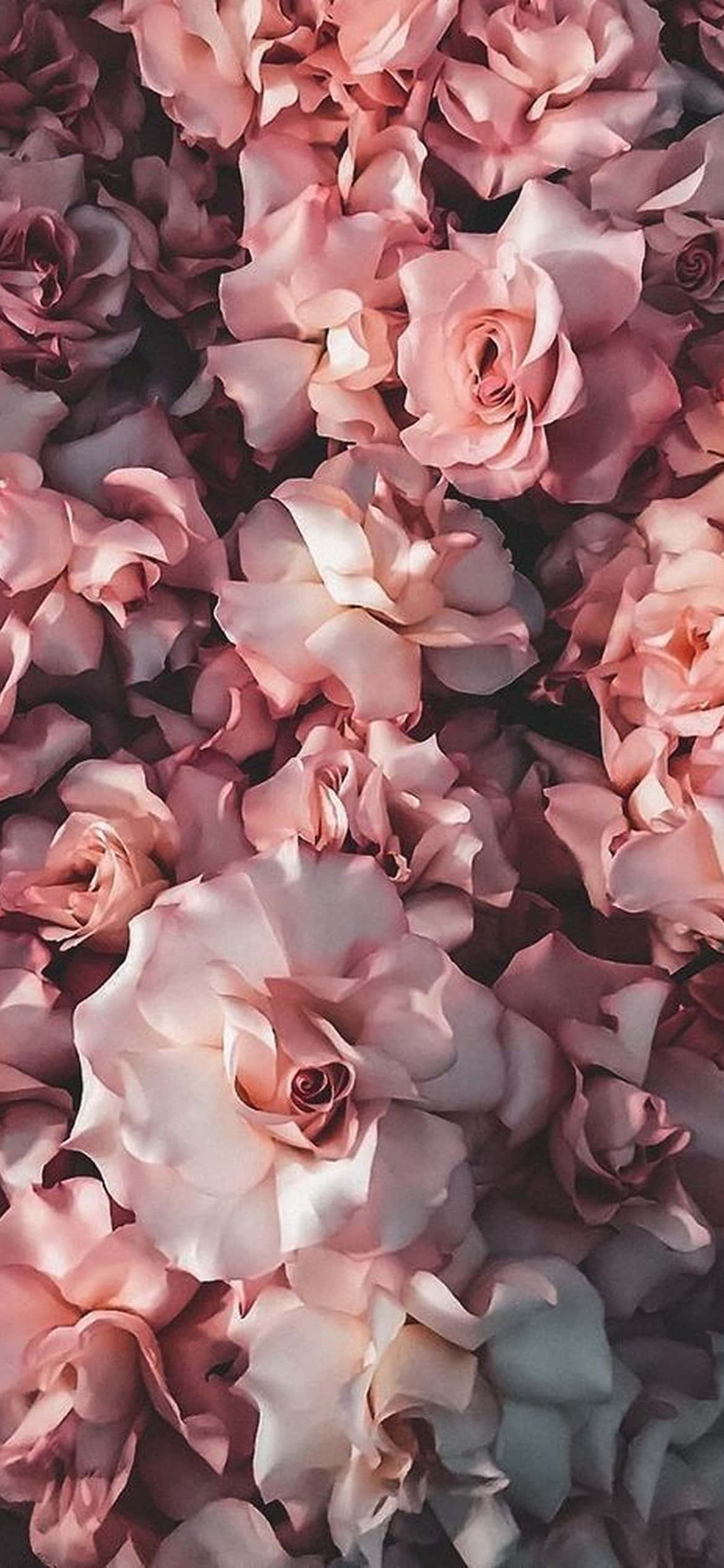 Exquisite Bloom - Muundo wa iPhone wa Mfumo wa Mfumo wa Mfumo wa Mfumo Picha ya Ukuta