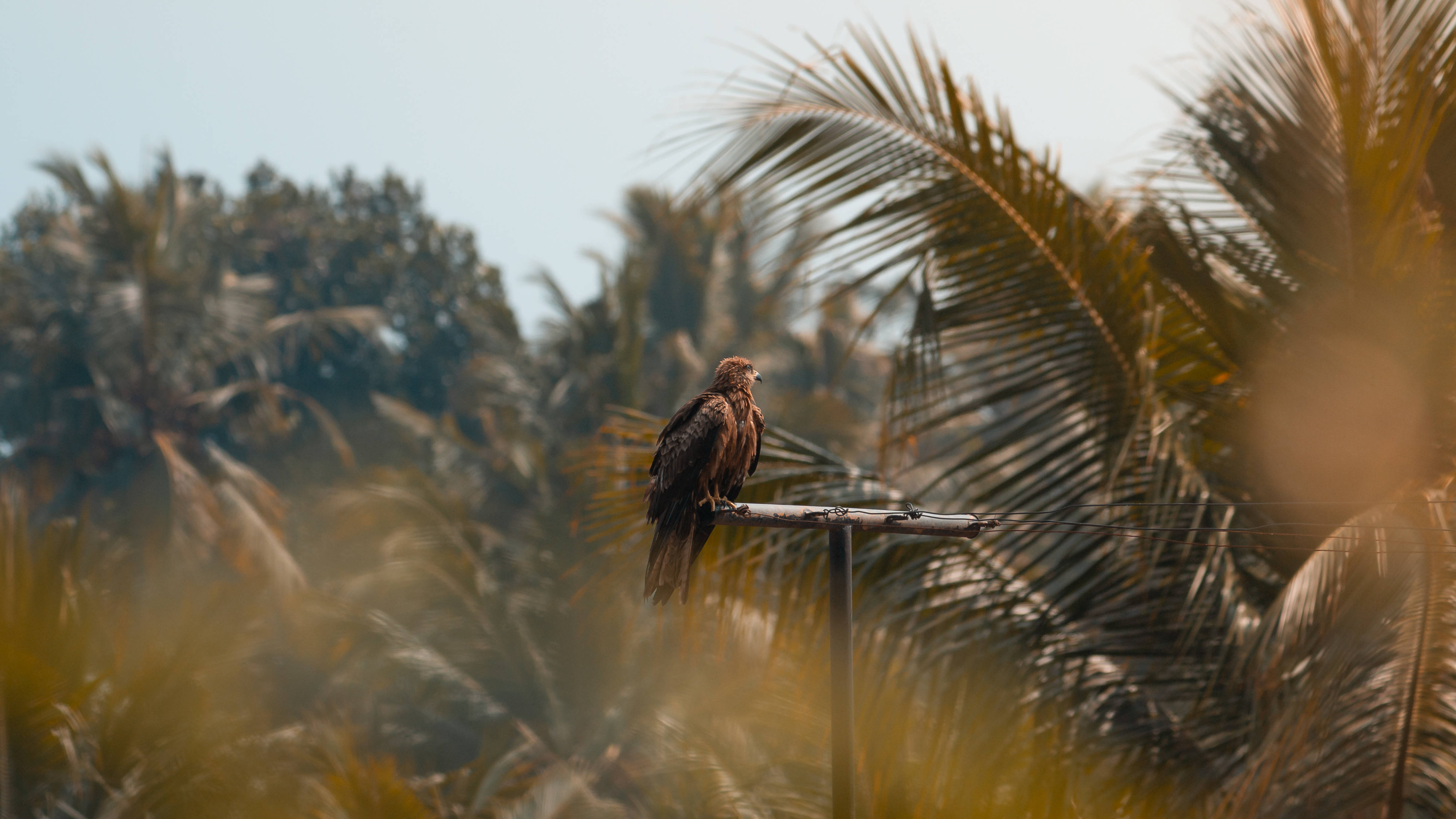 Falcon Kahawia Juu ya Bar Picha ya Ukuta