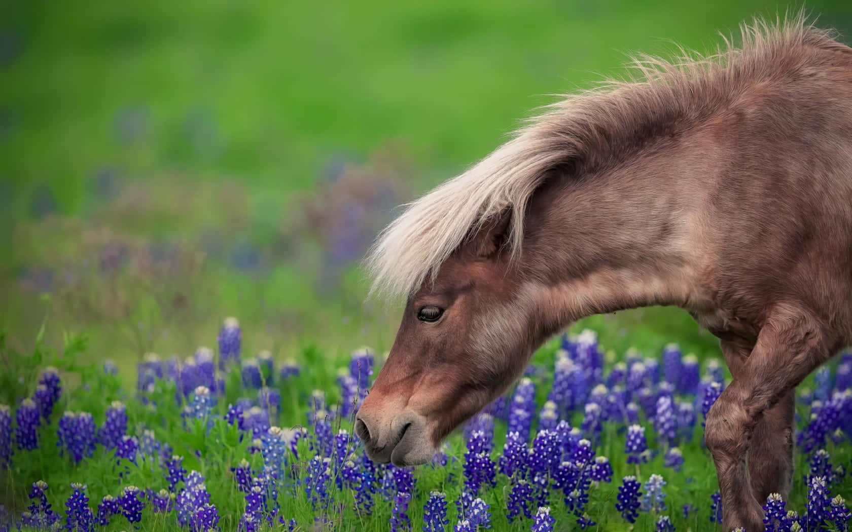 Farasi anachunga kwenye shamba la bluebonnets Picha ya Ukuta