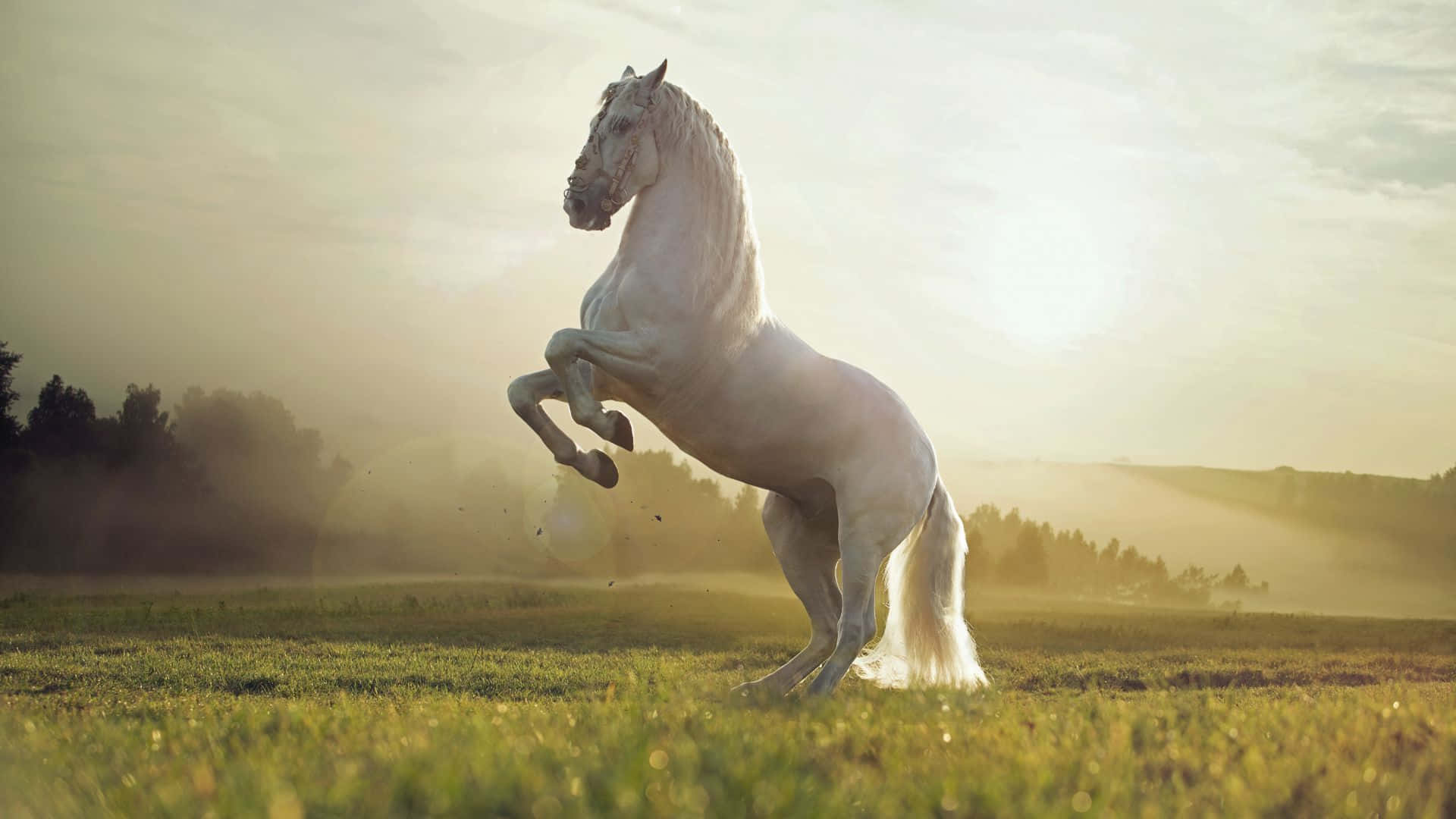 Farasi mdogo anayetazama kitu kwa hamu mbali Picha ya Ukuta