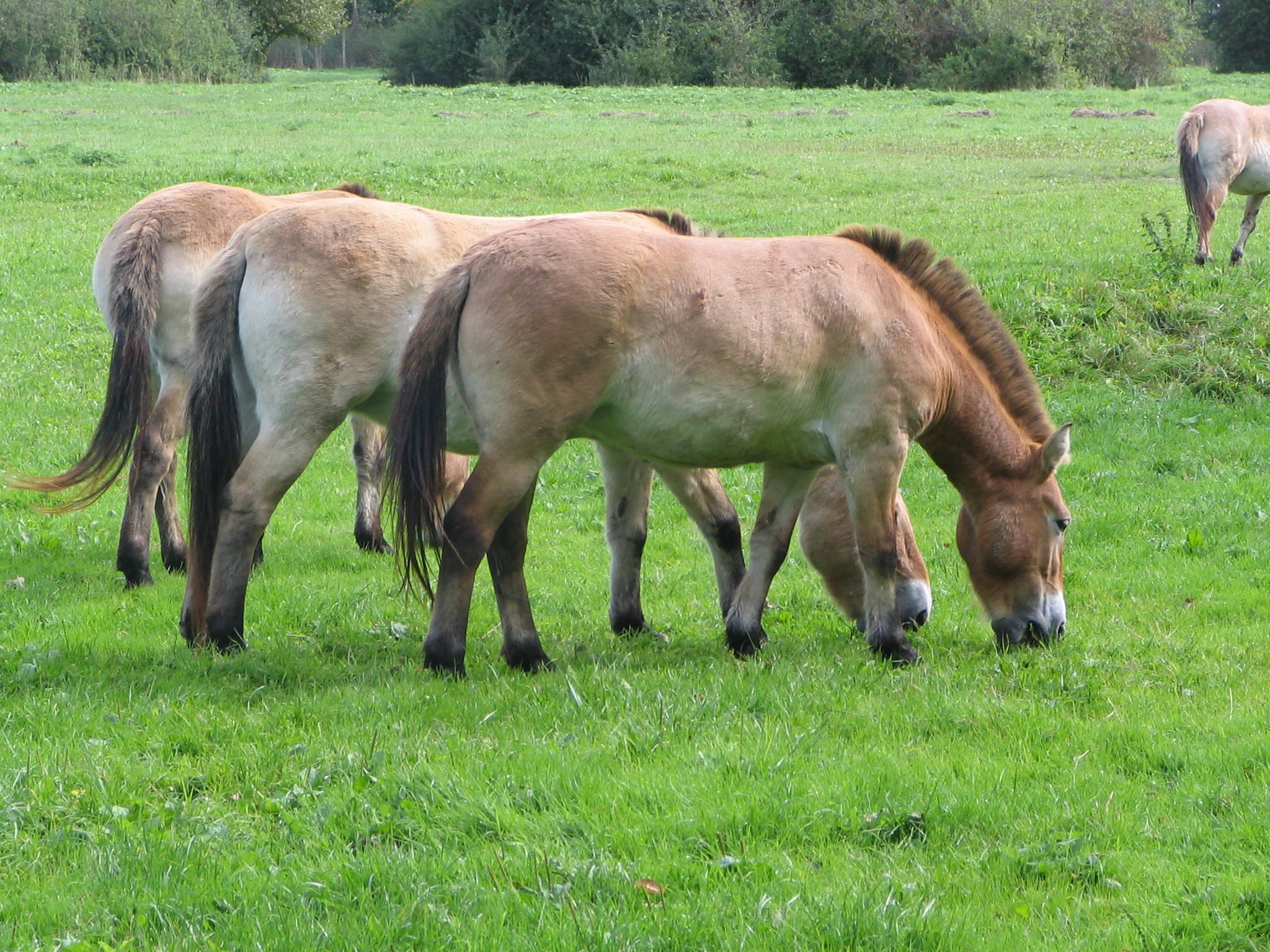 Farasi wa Przewalski Wakichunga Picha ya Ukuta