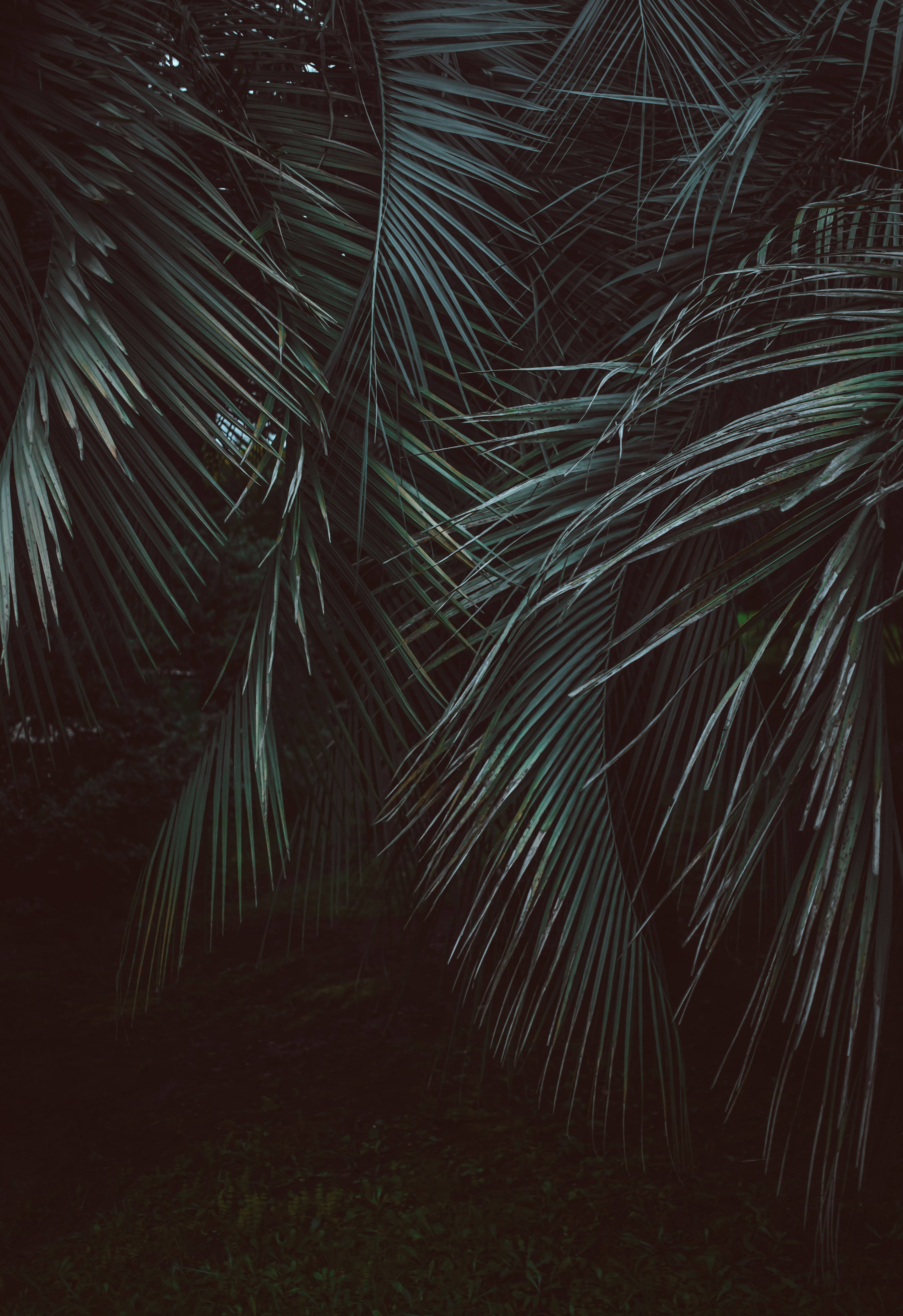 Palms za Feather-Leaved katika Jungle Picha ya Ukuta