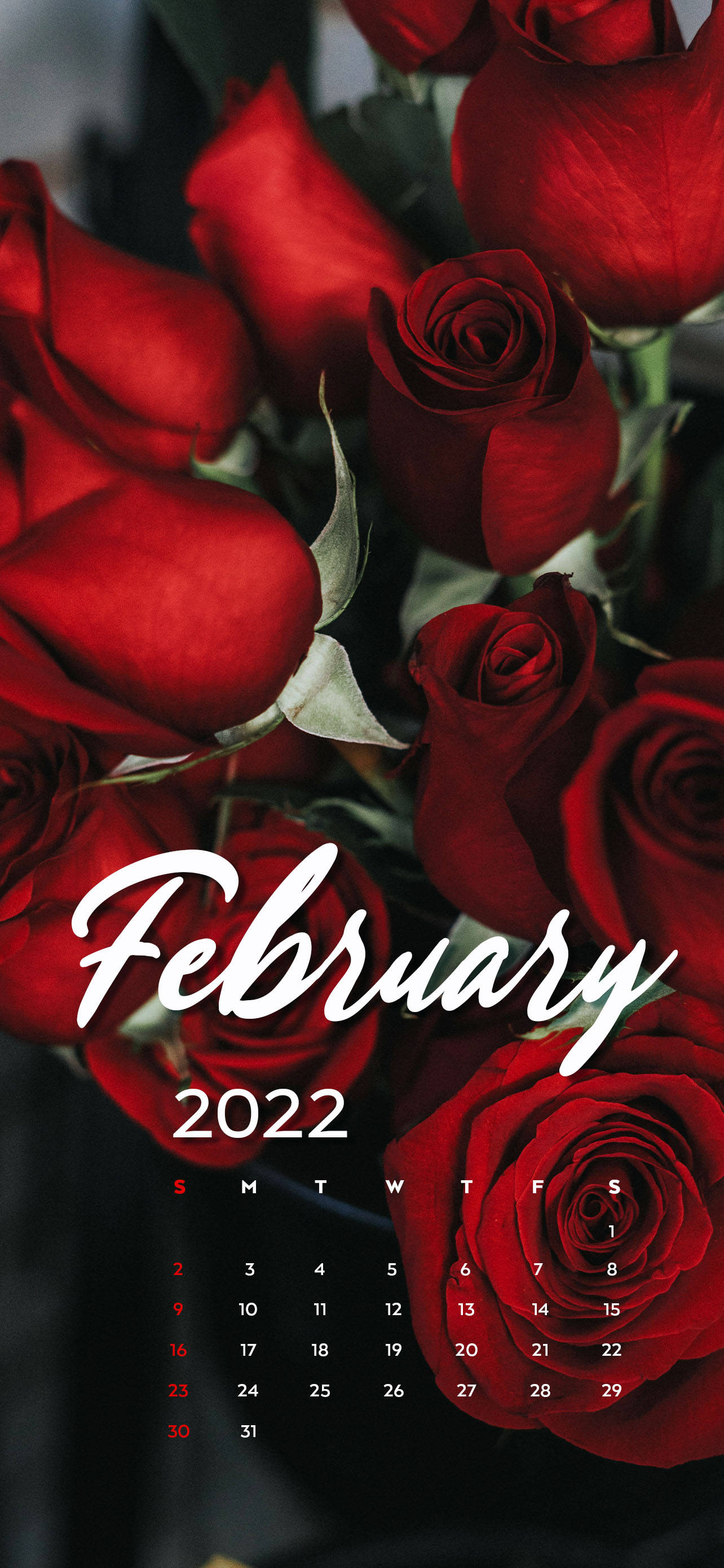 February 2022 Red Roses Calendar Picha ya Ukuta