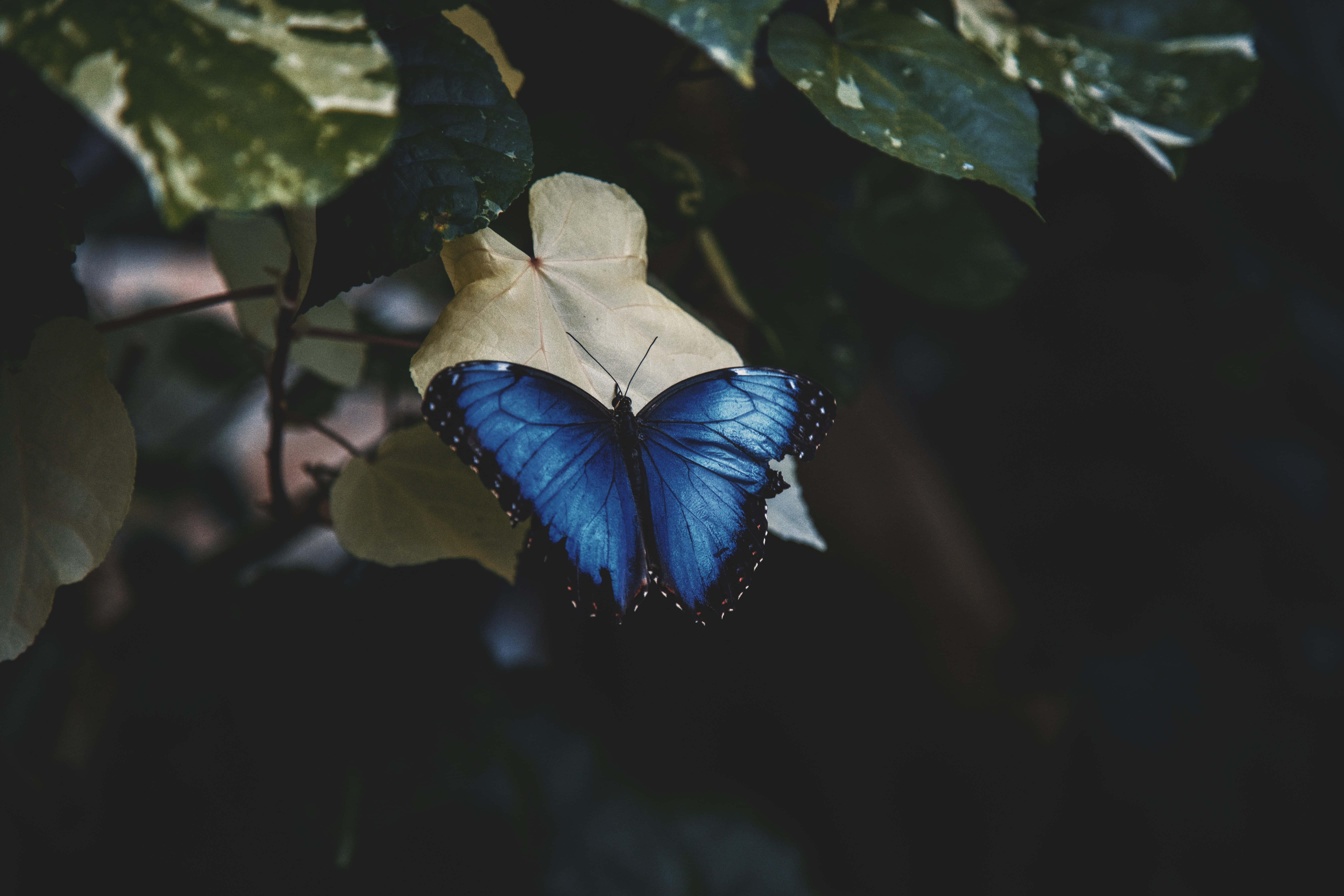 Feel the beauty of the butterfly! Picha ya Ukuta