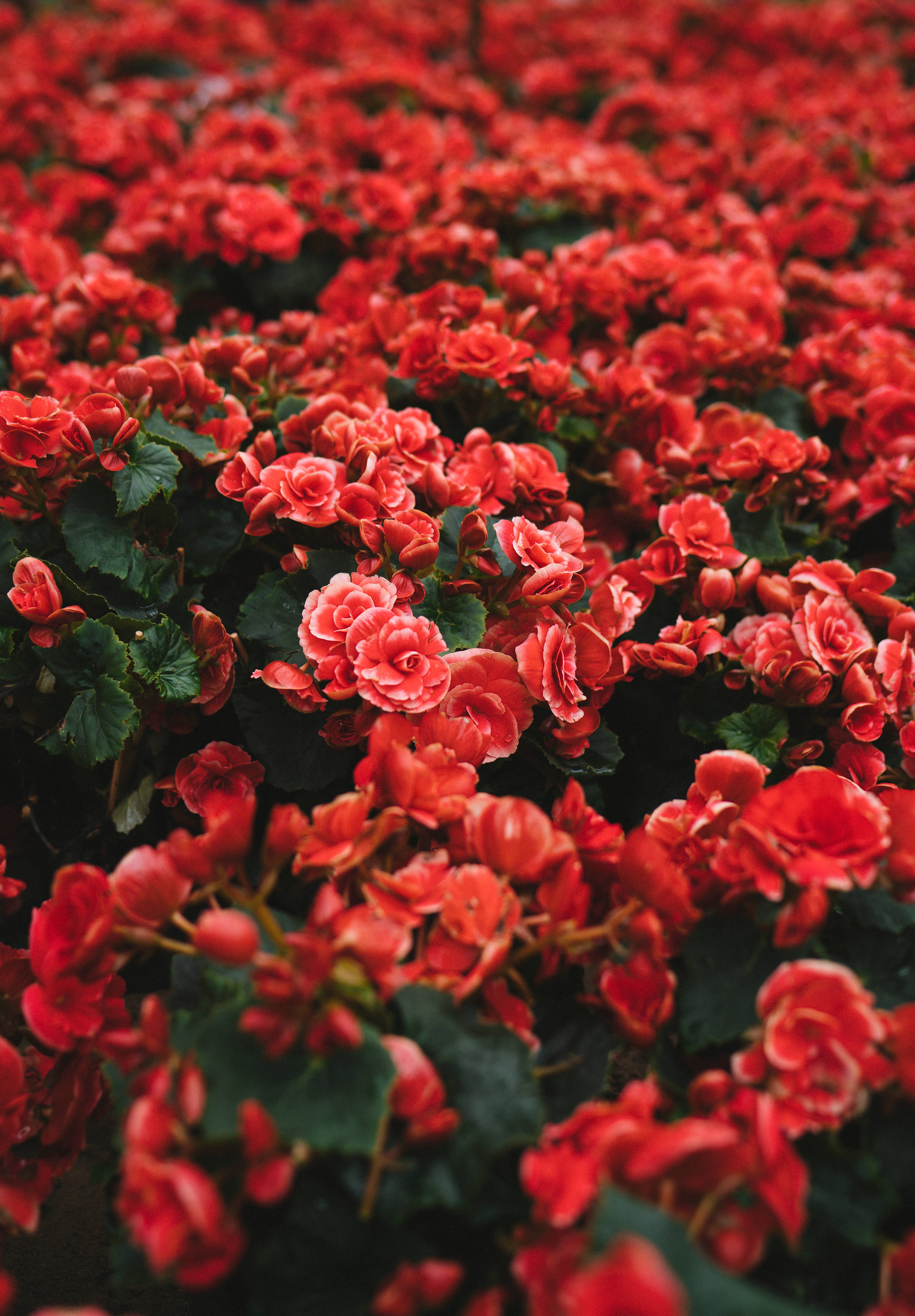 Field of red beauty Picha ya Ukuta