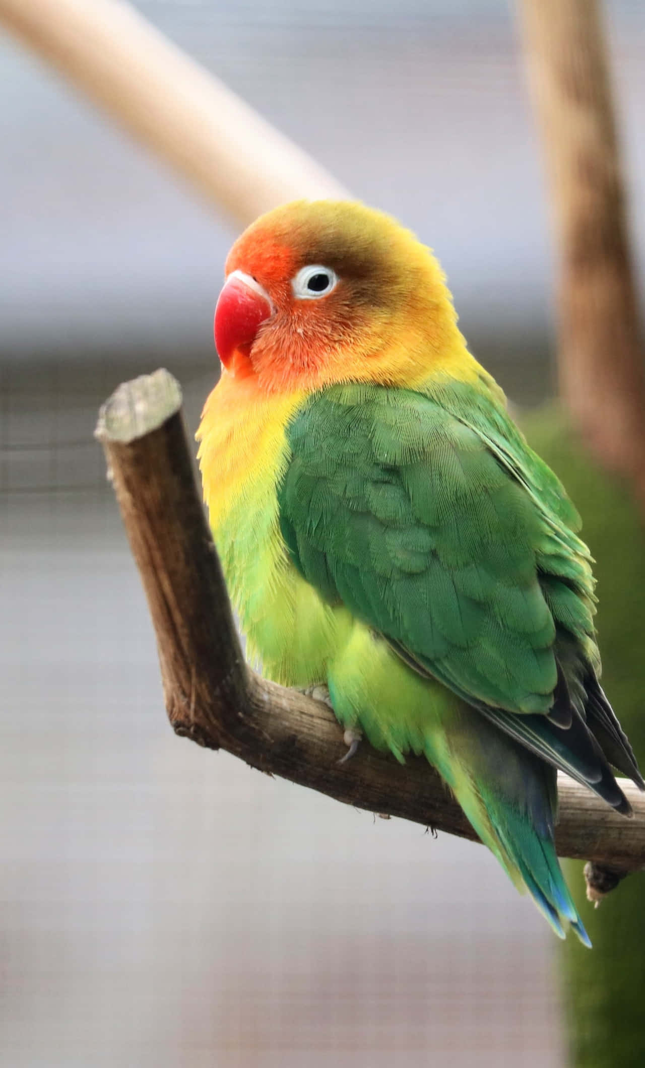 Fischer Love Bird iPhone Picha ya Ukuta