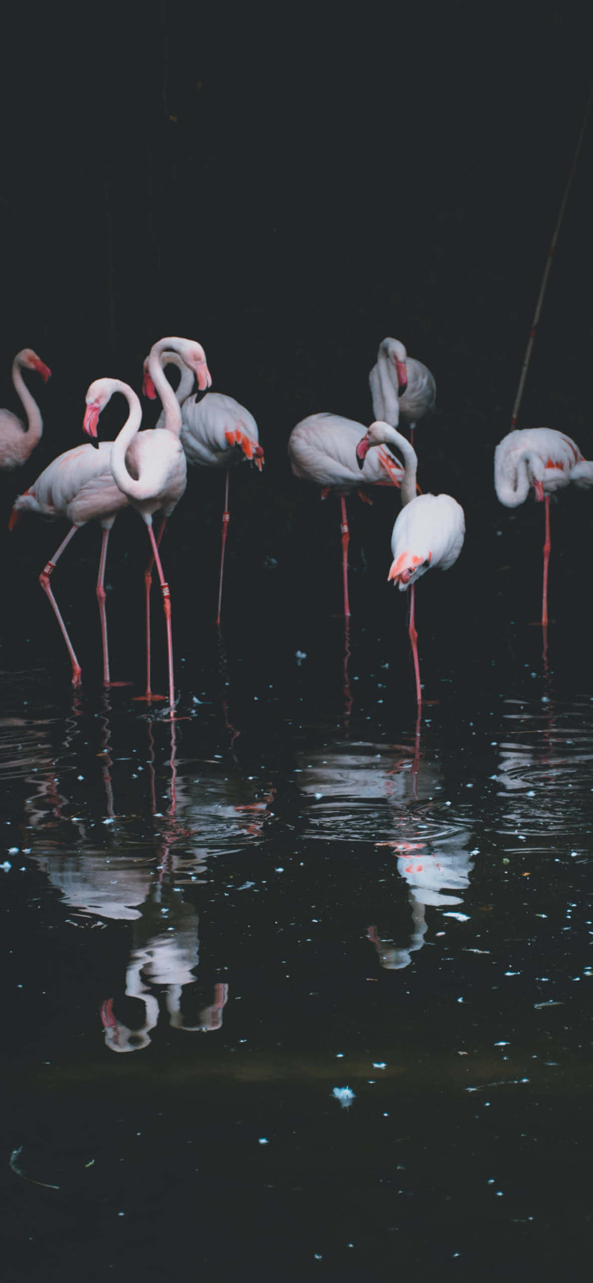“Flamingo Anayotumbukia” Picha ya Ukuta