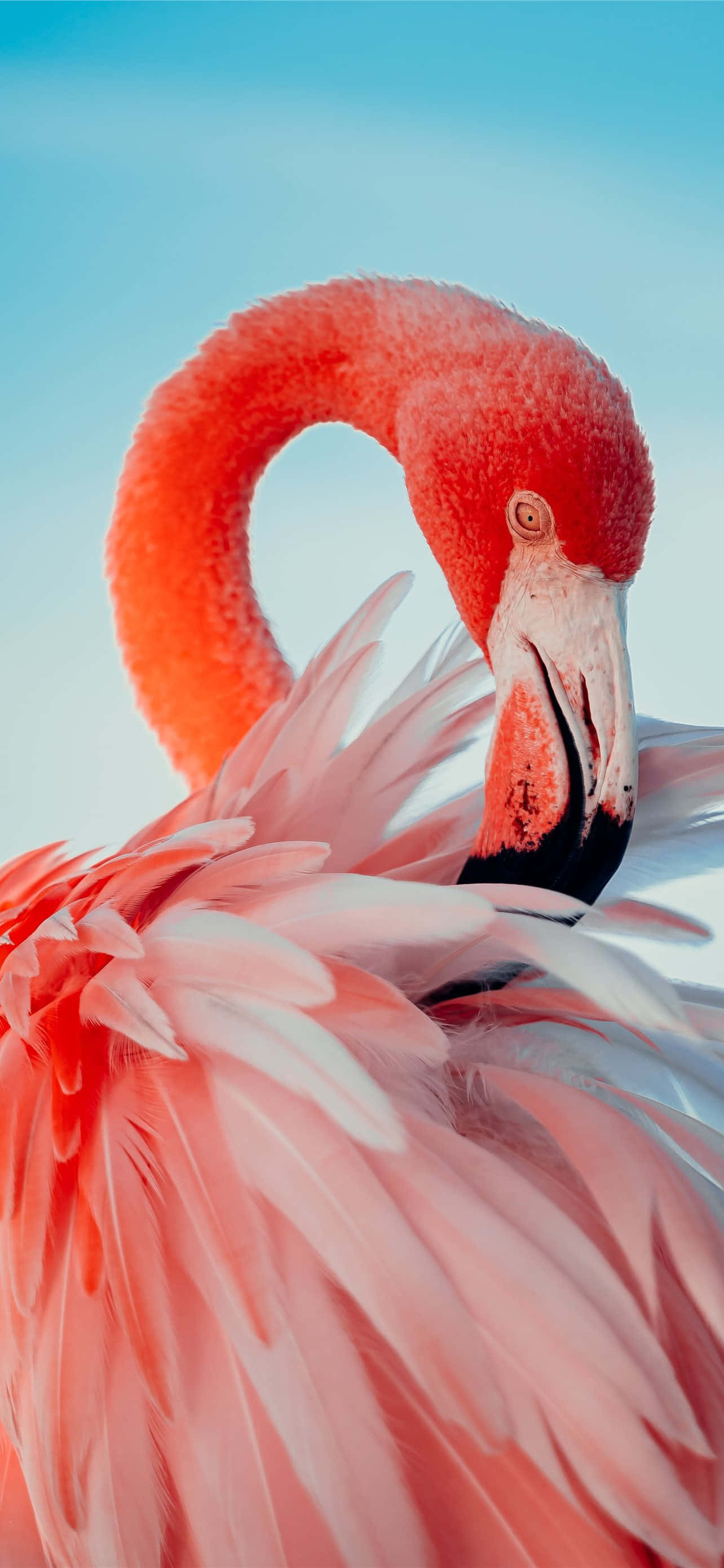 Flamingo katika kijani kibichi - kamili kwa skrini ya nyuma ya iPhone yako Picha ya Ukuta