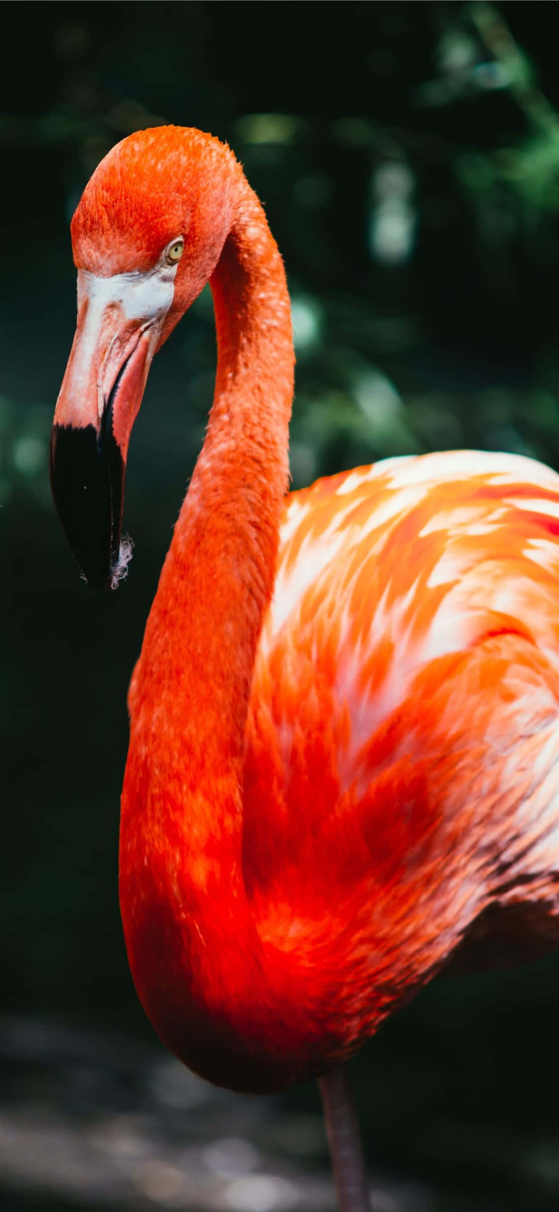Stunning flamingo adorns an iPhone Picha ya Ukuta