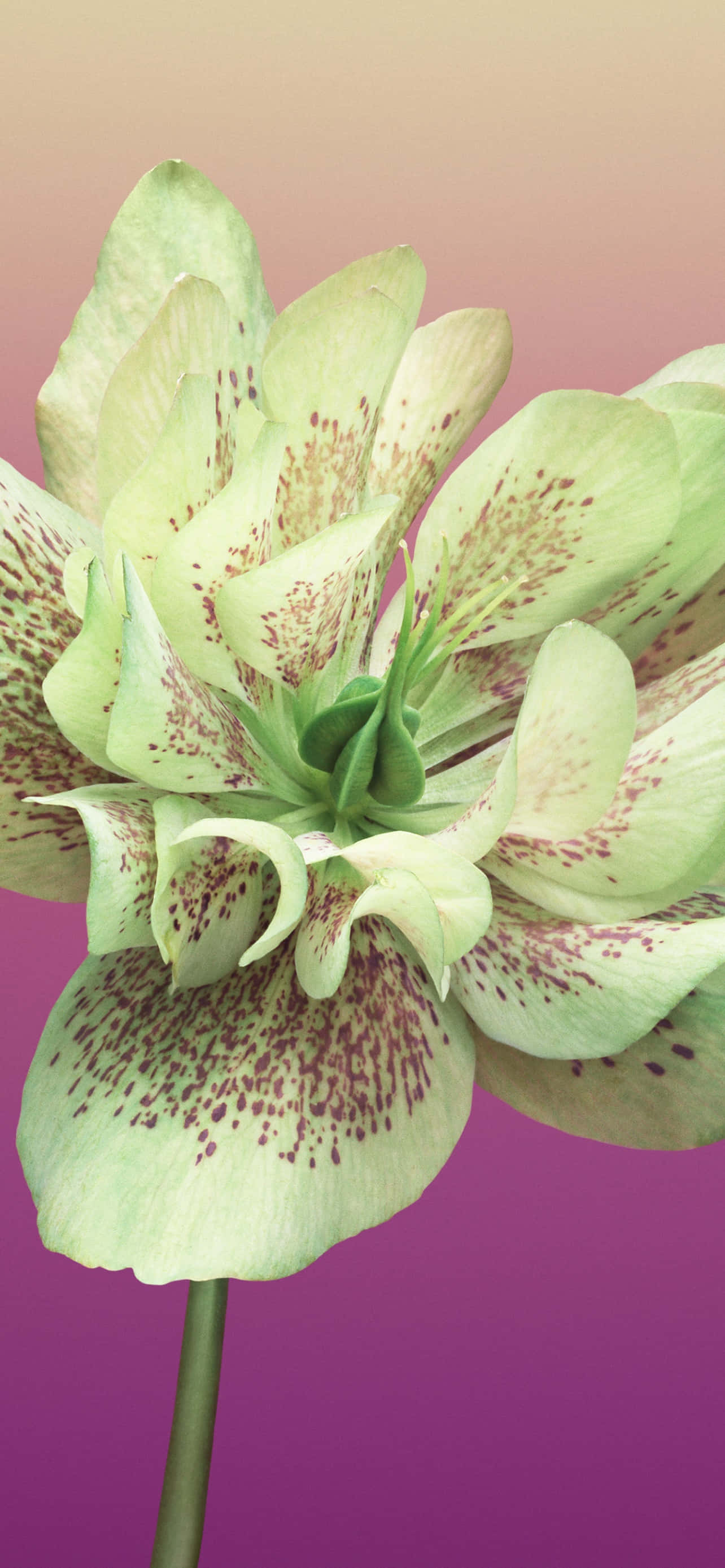Flower iPhone Helleborus Orientalis Picture Picha ya Ukuta