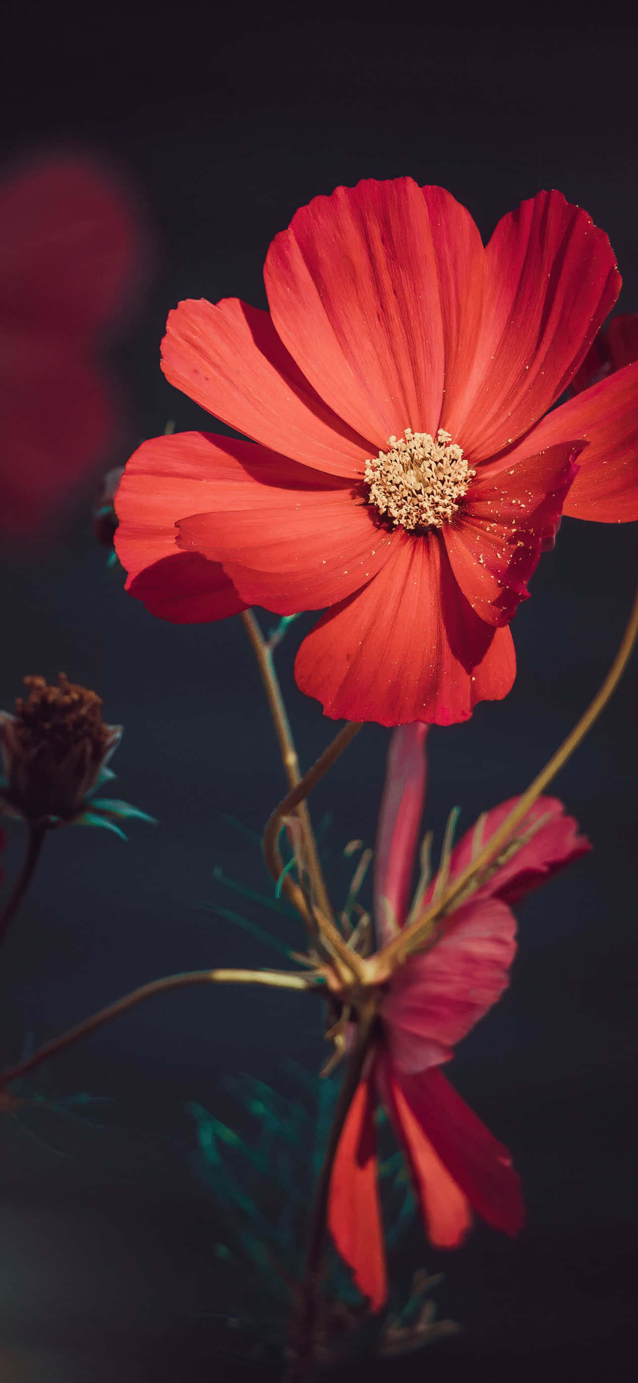 Flower iPhone Red Garden Cosmos Picture Picha ya Ukuta
