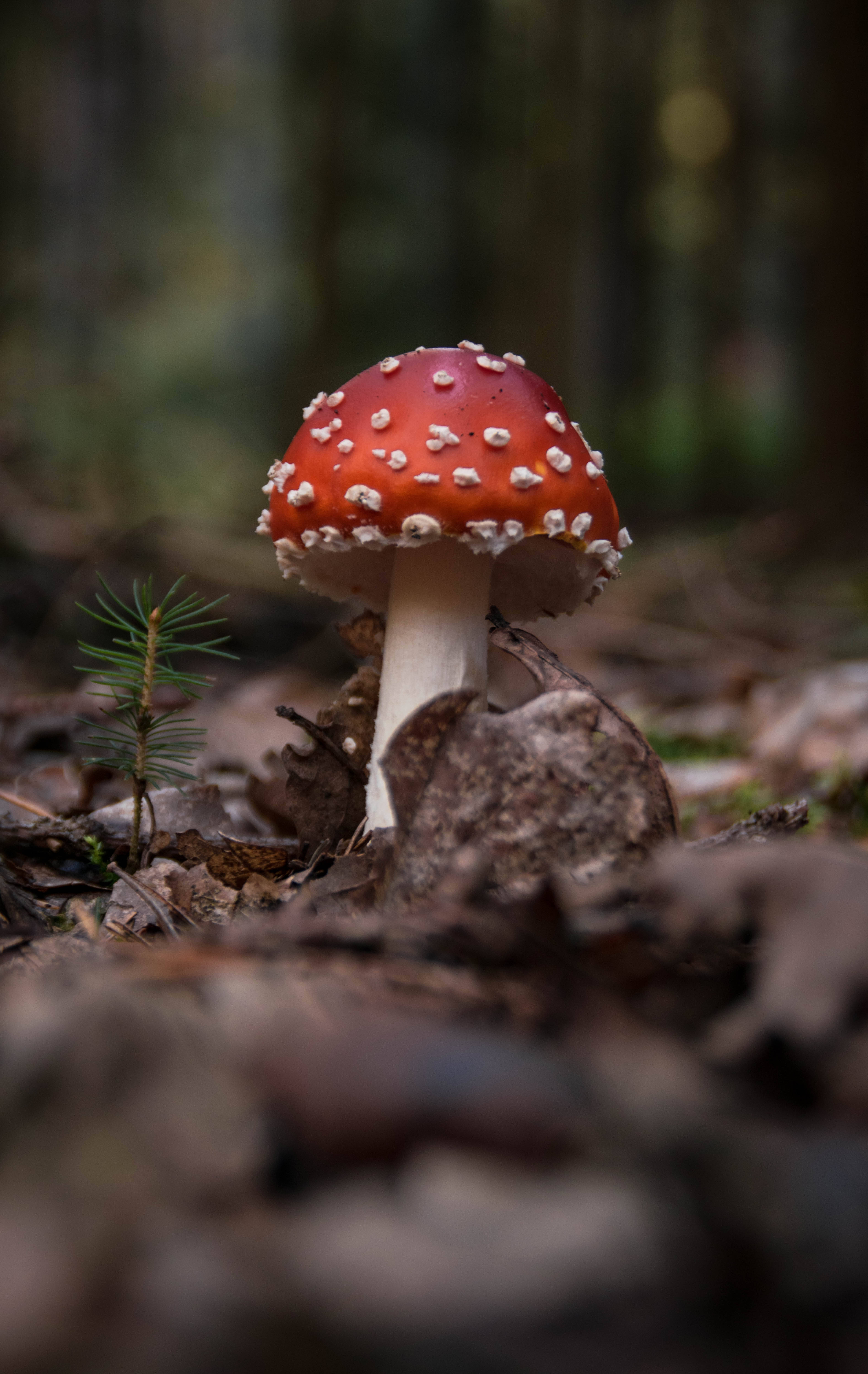Fly Agaric Mushroom Growing in Soil Picha ya Ukuta