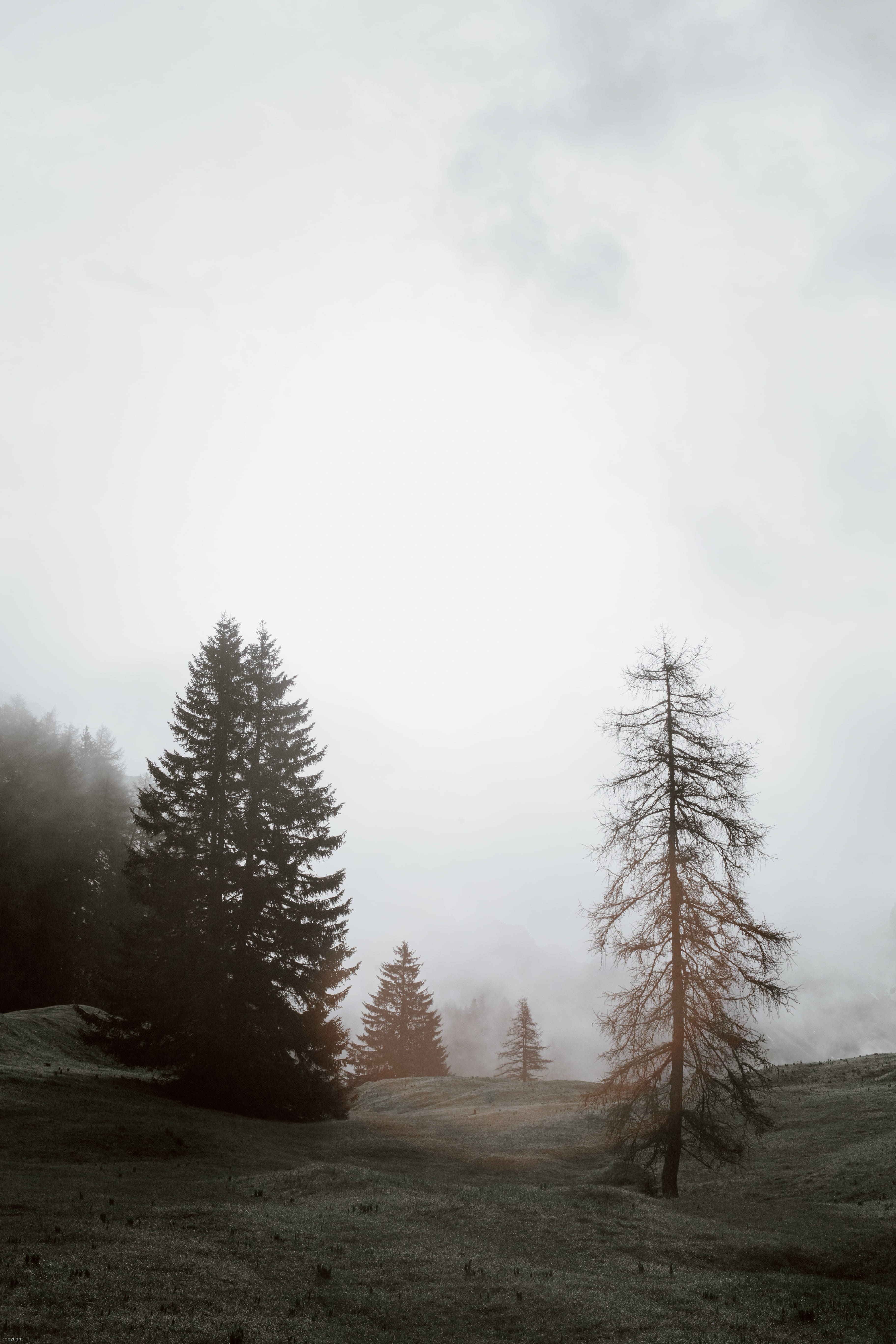 Foggy Forest Dim Picha ya Ukuta