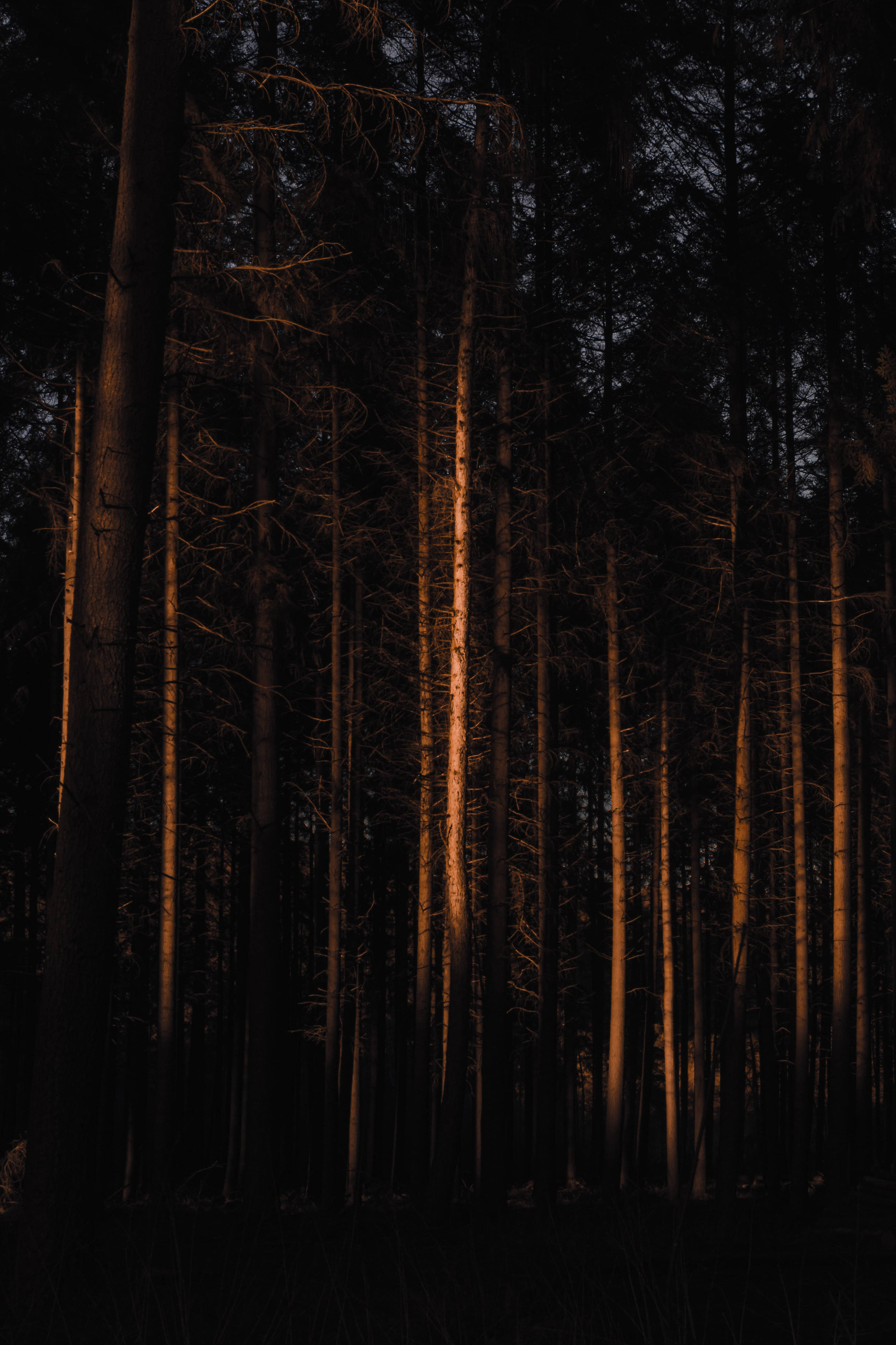 Forest Dim Picha ya Ukuta