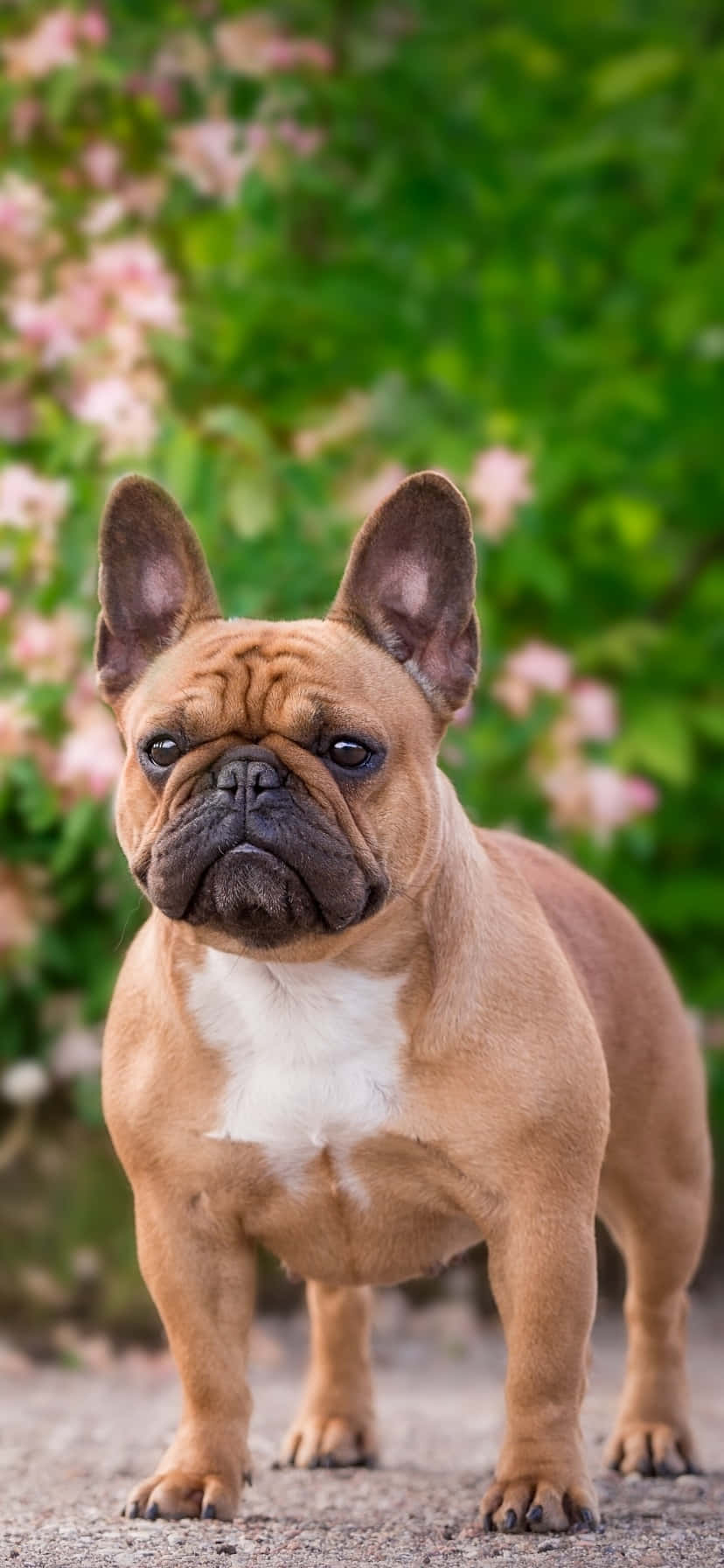 French Bulldog At The Park Picha ya Ukuta