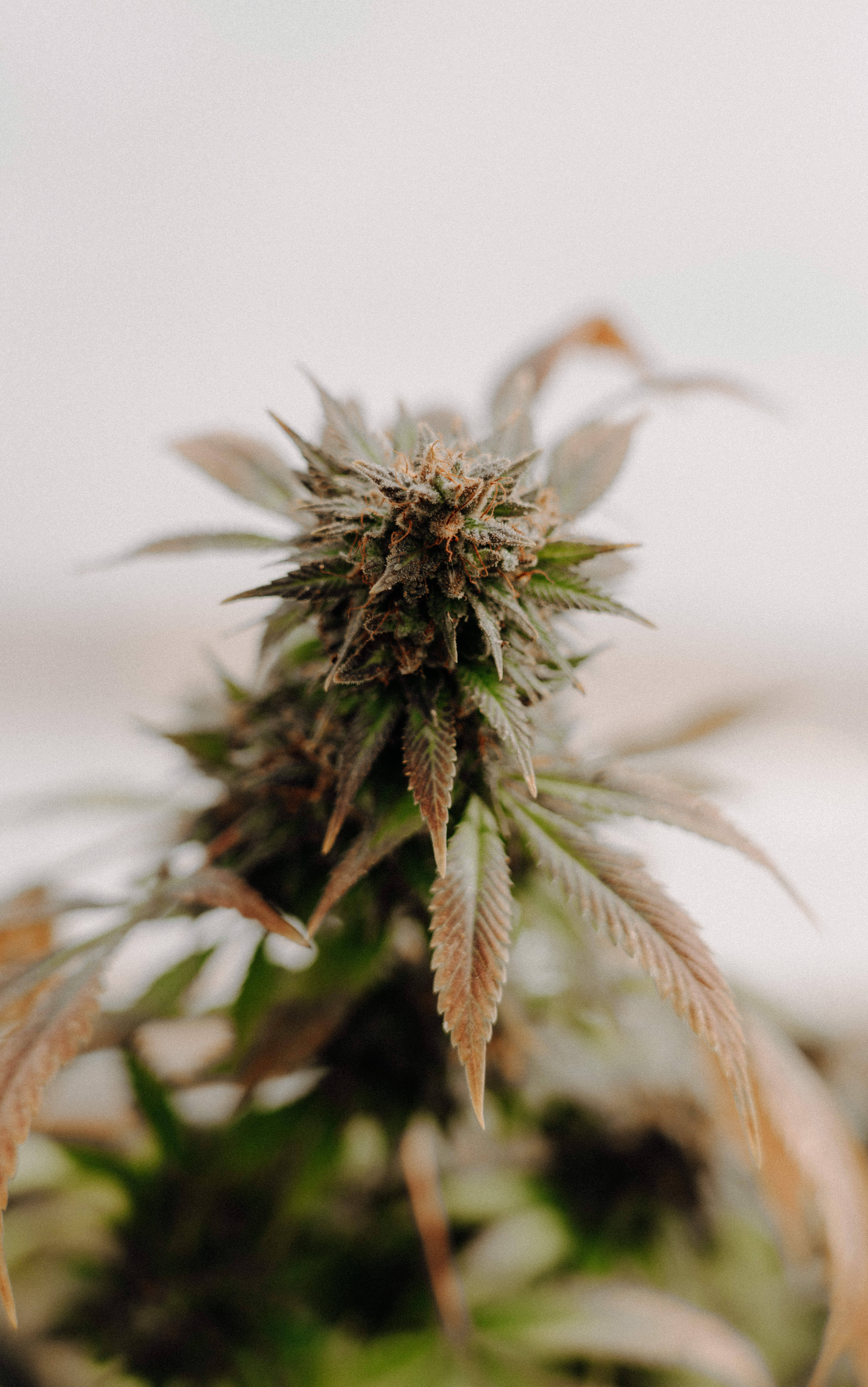 Freshly-harvested Weed Flower seen in its natural beauty Picha ya Ukuta