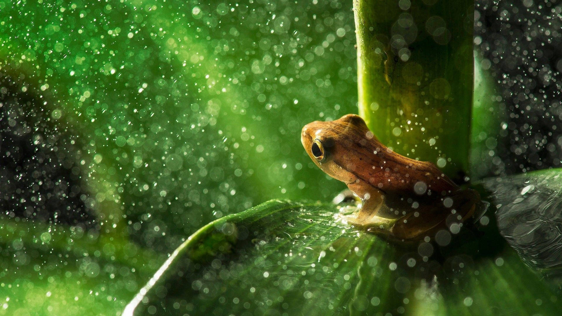Frog Mrembo Chini ya Mwanga wa Jua Picha ya Ukuta