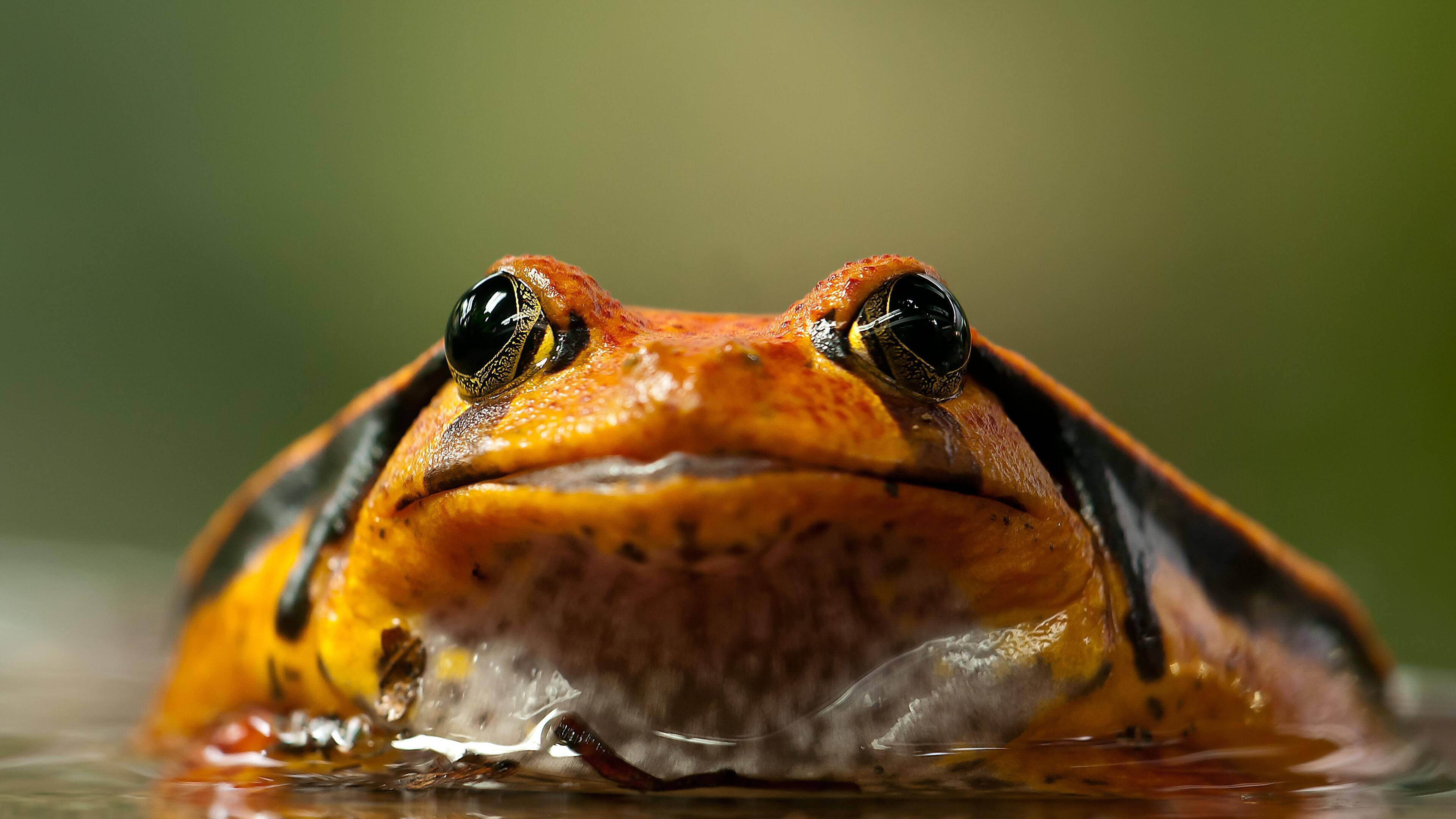 Frog Mrembo Mwenye Macho Makubwa Picha ya Ukuta