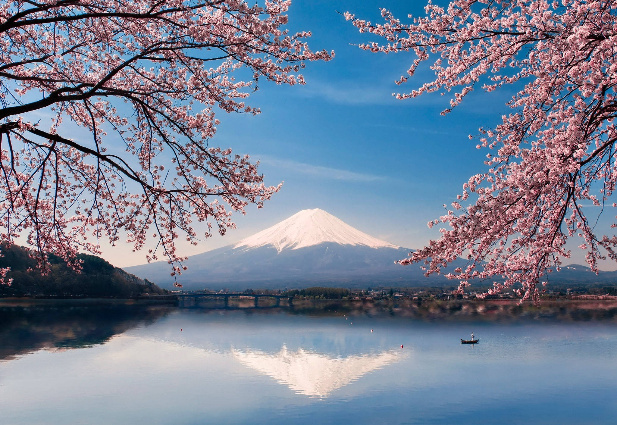 Fuji Maua ya Cherry Japan 4K Picha ya Ukuta