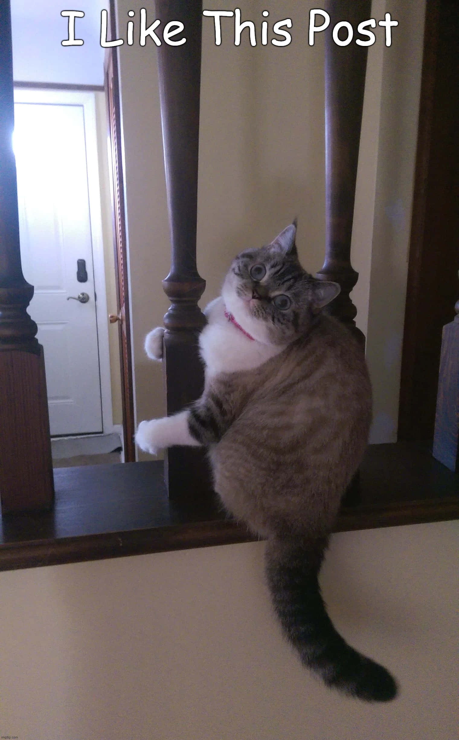 Funny Cat Memes Fat Cat In Post Picture Picha ya Ukuta