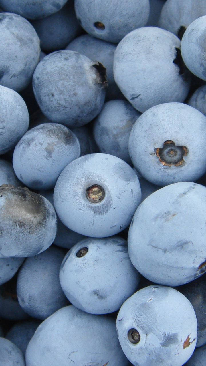 Furaha ya Barafu - Mwitu wa Bluu Picha ya Ukuta