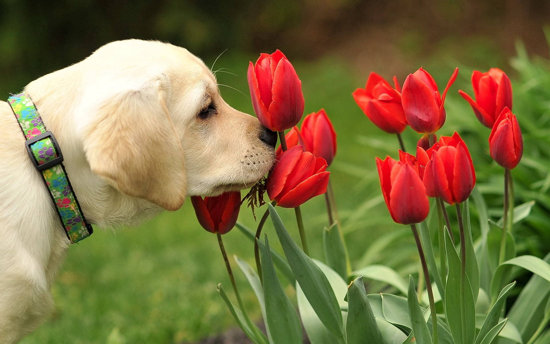 Furaha ya Majira ya Spring kwa Mtoto Huyu Mzuri wa Labrador Picha ya Ukuta