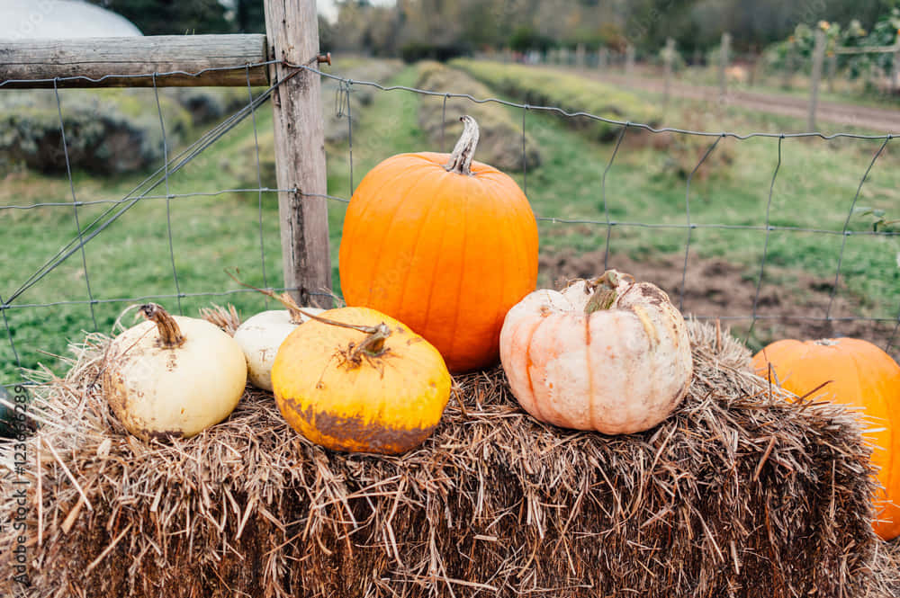 Furahia msimu wa mavuno na rangi zinazobadilika za vuli Picha ya Ukuta