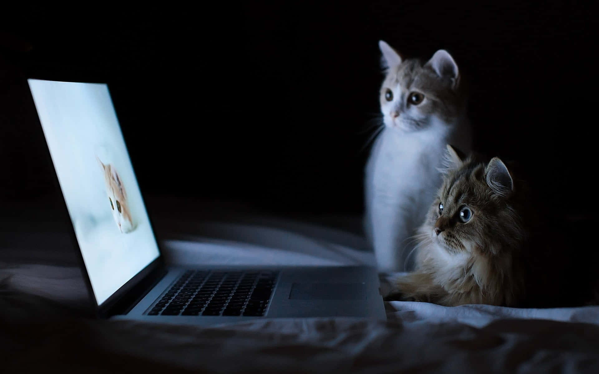 Furahia onyesho zuri na la kupendeza na Macbook Picha ya Ukuta