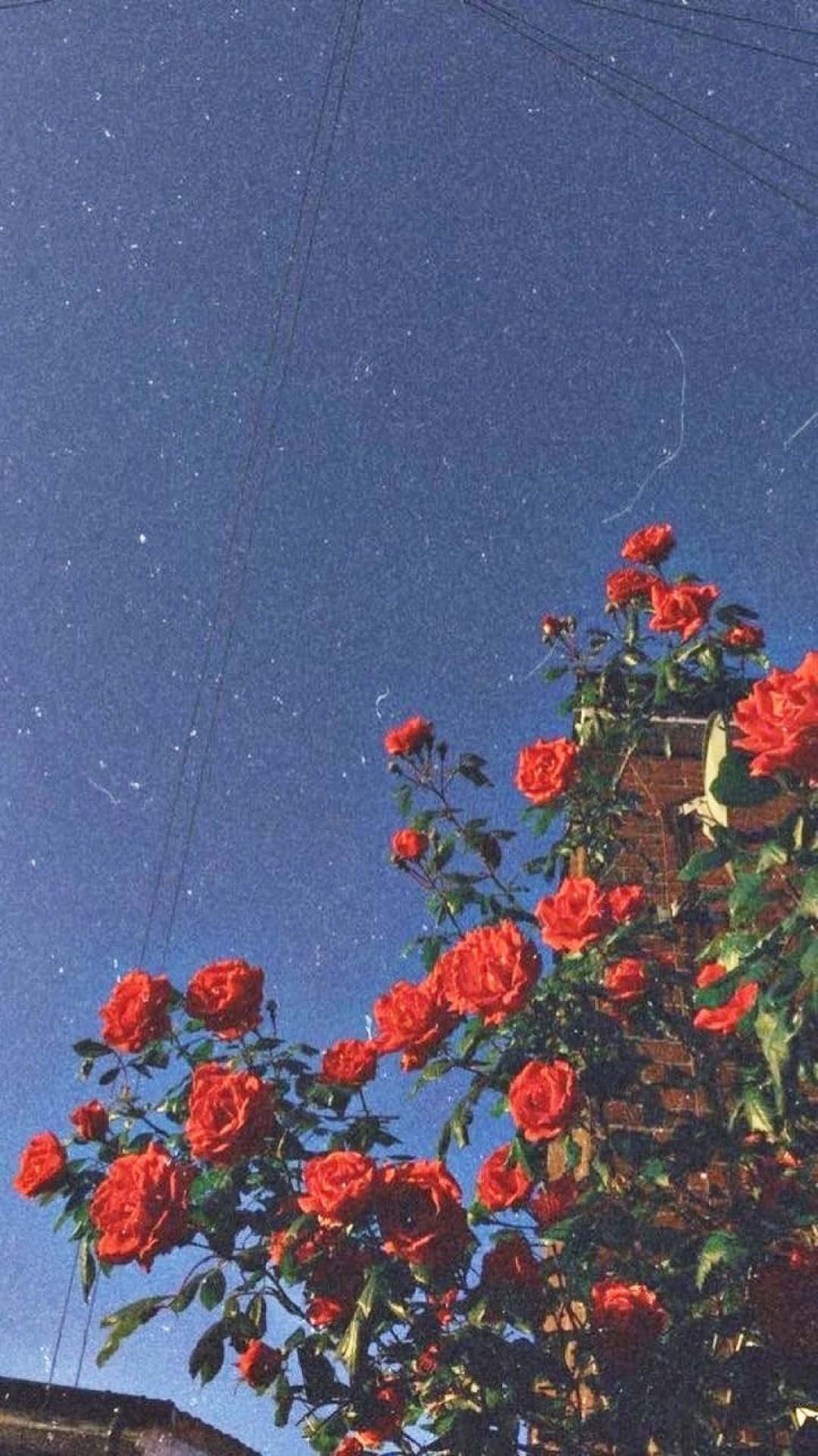 Furahia rangi za kuvutia na hisia za zamani za Aesthetic Retro! Picha ya Ukuta