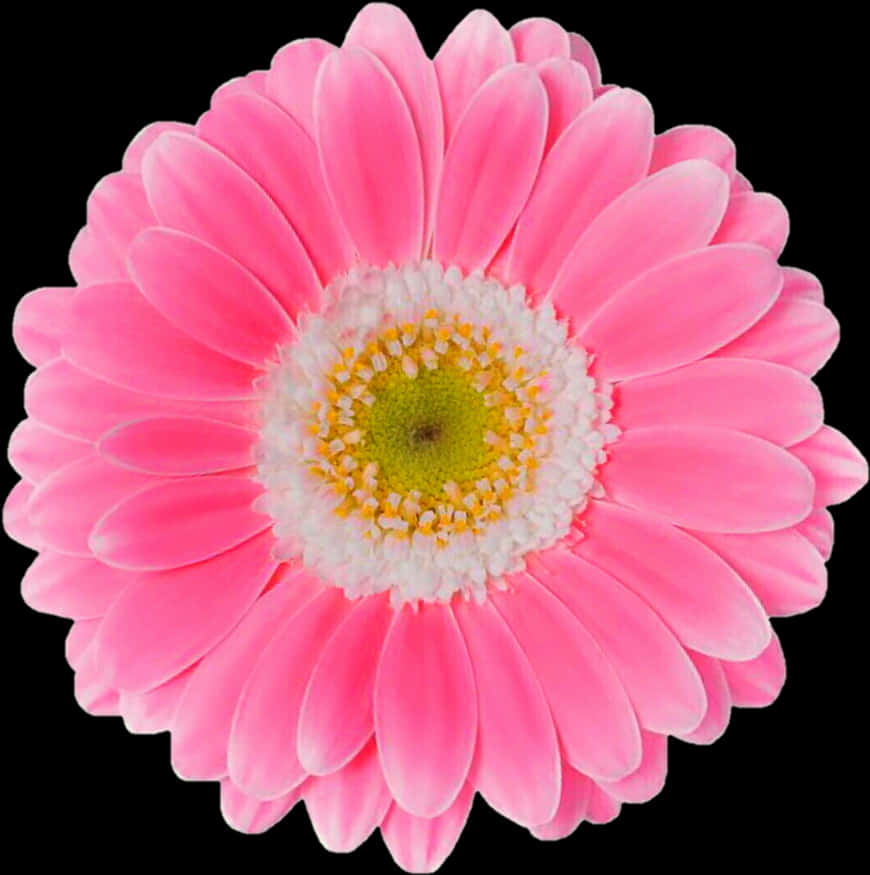 Gerbera Mwaridi Nyekundu Mwanga Nyeusi Picha ya Ukuta