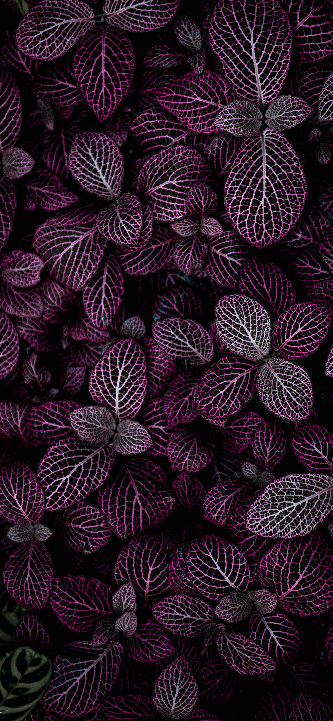 Get connected to nature with Plants iPhone Picha ya Ukuta