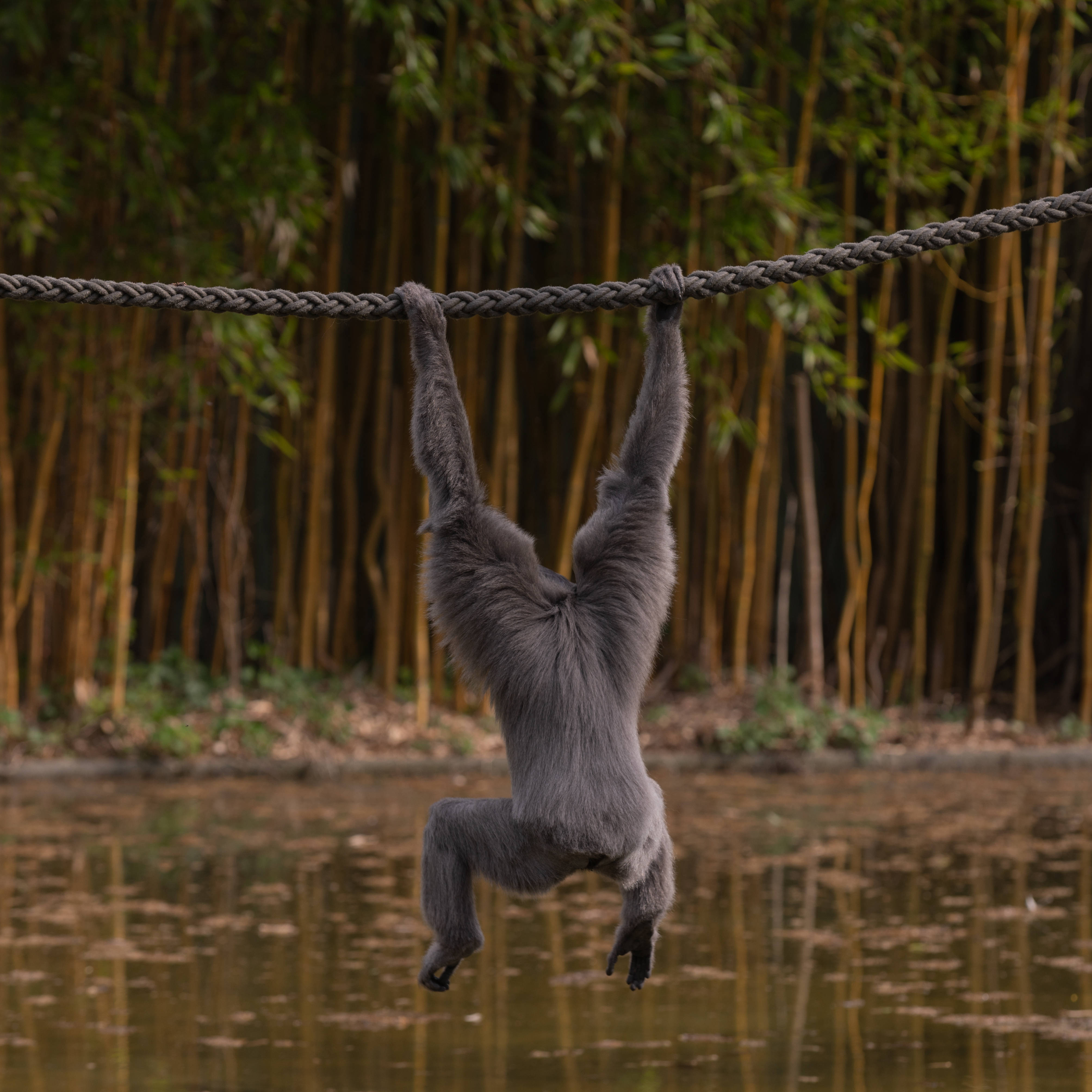 Gibbon Juu ya Maji Picha ya Ukuta