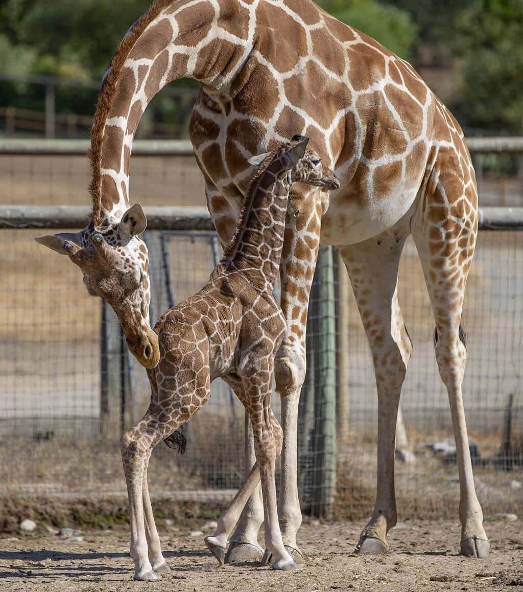 "Giraffe Mdogo Mwenye Adabu Na Ndoto Kubwa" Picha ya Ukuta