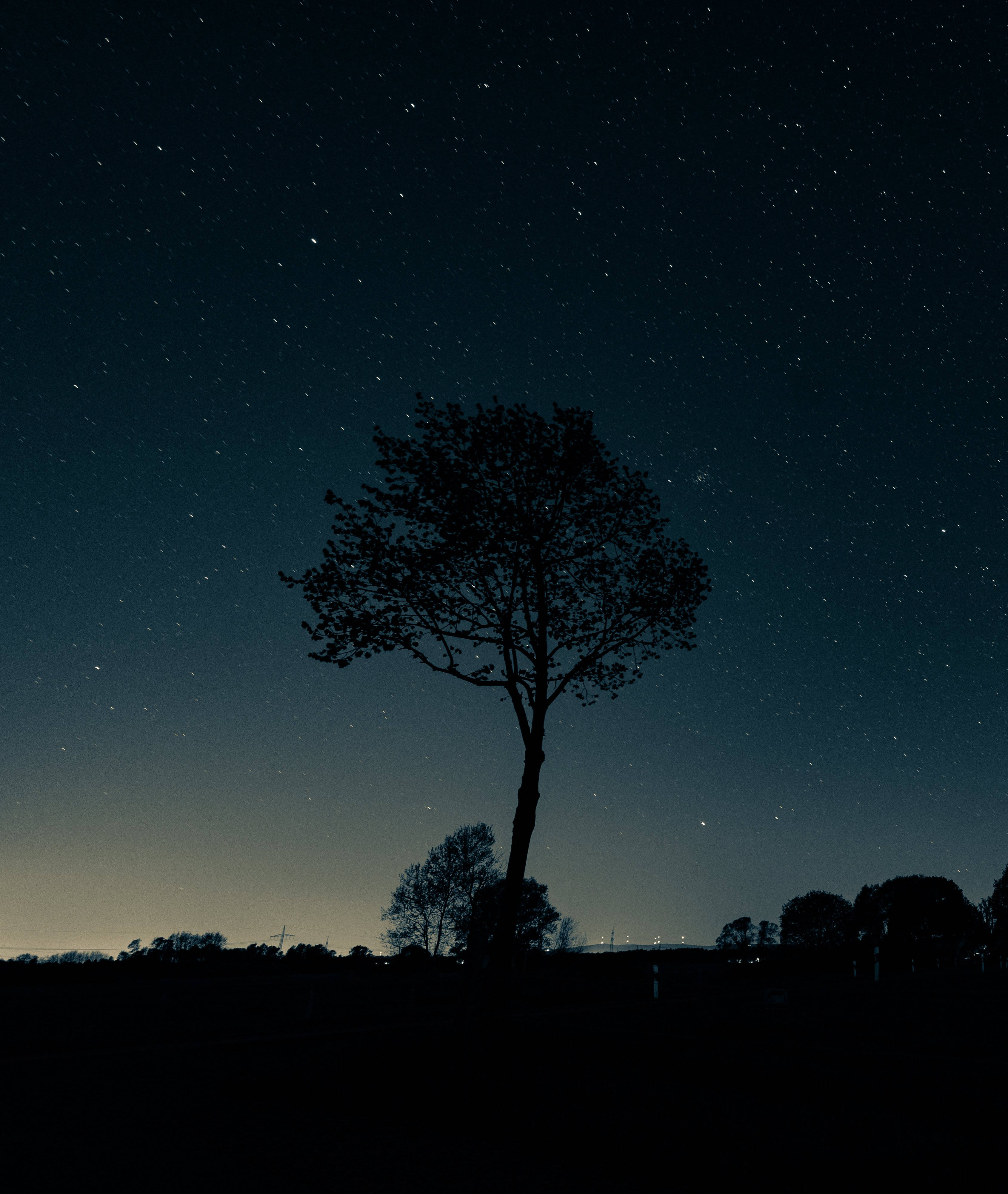 Gloomy Night Tree Picture Picha ya Ukuta