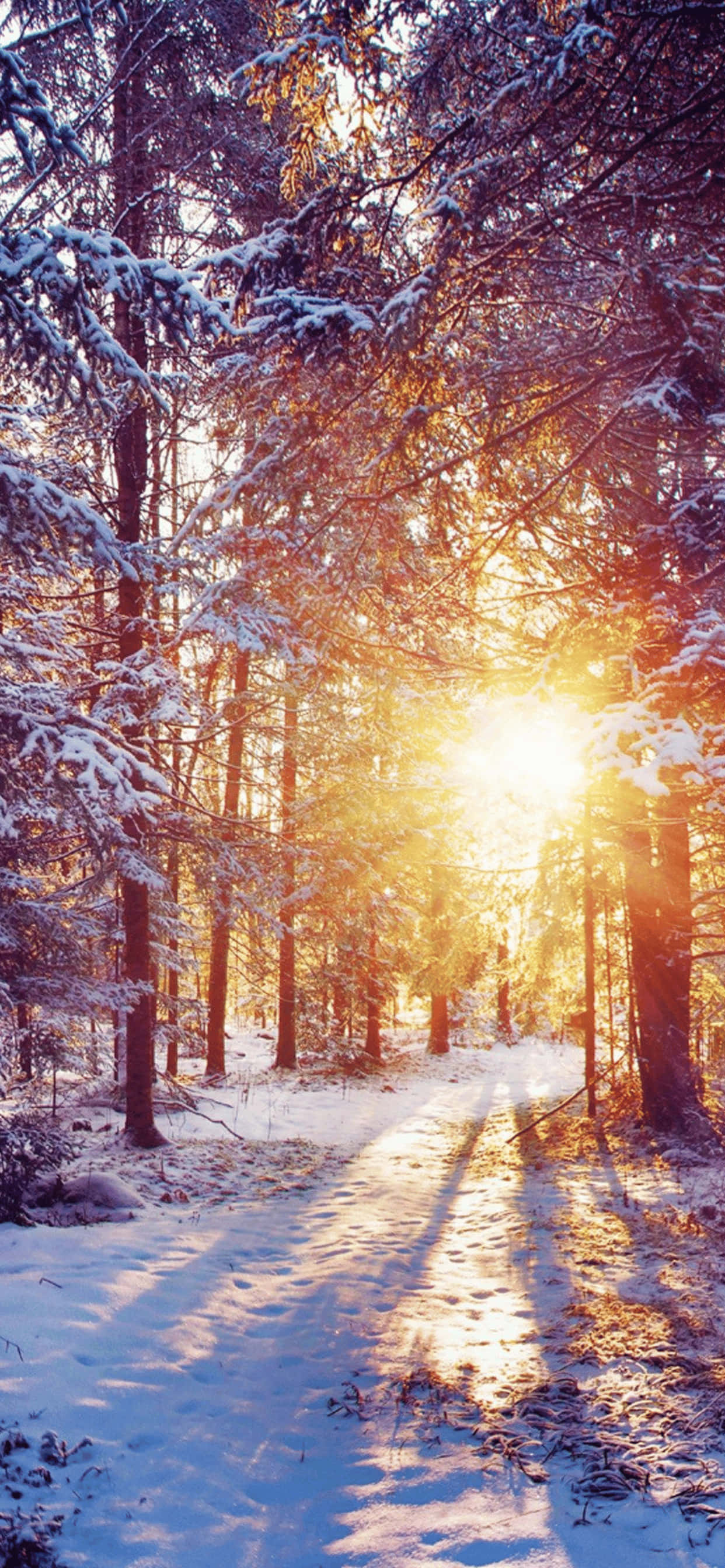 Golden Hour iPhone XS Max Winter Background Picha ya Ukuta