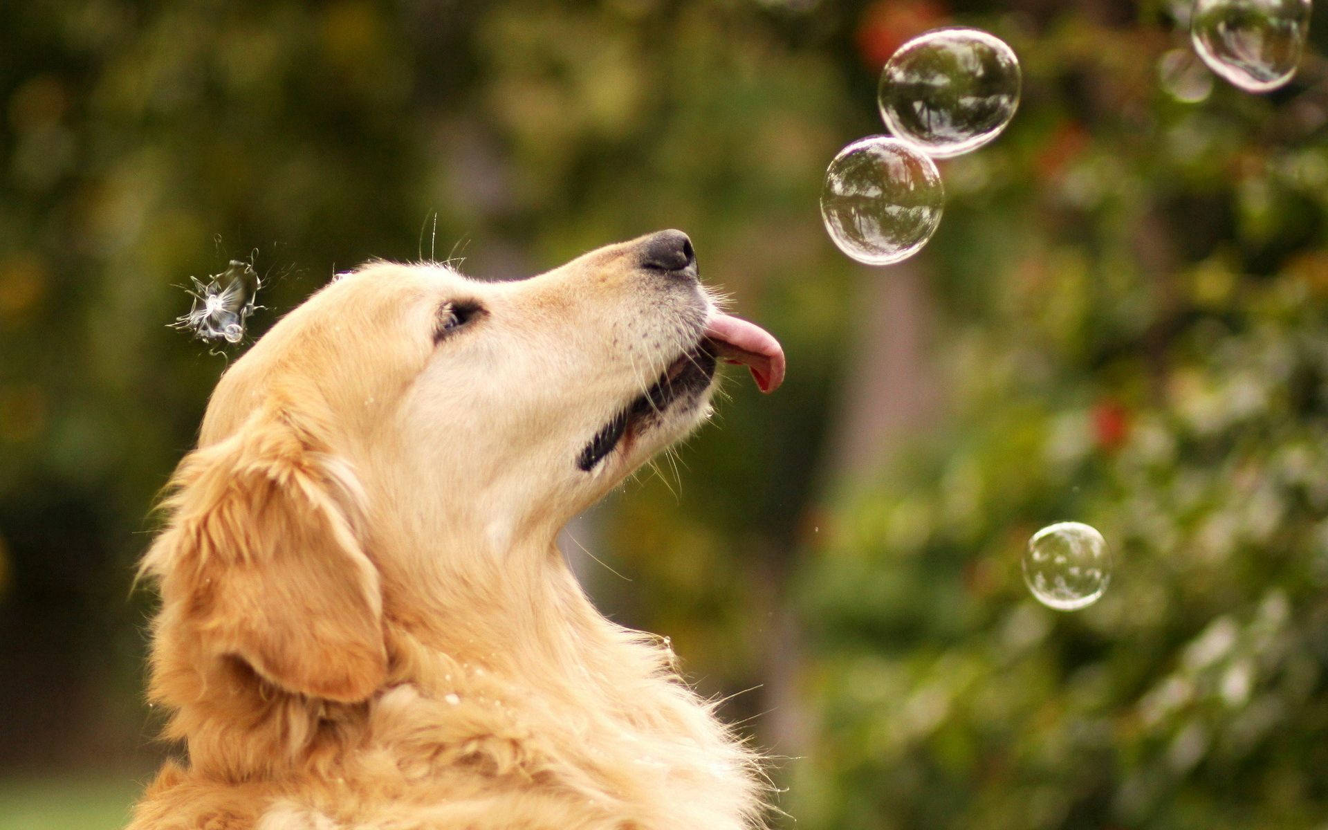 Golden Retriever Huyu Anapenda Kucheza na Mapovu! Picha ya Ukuta