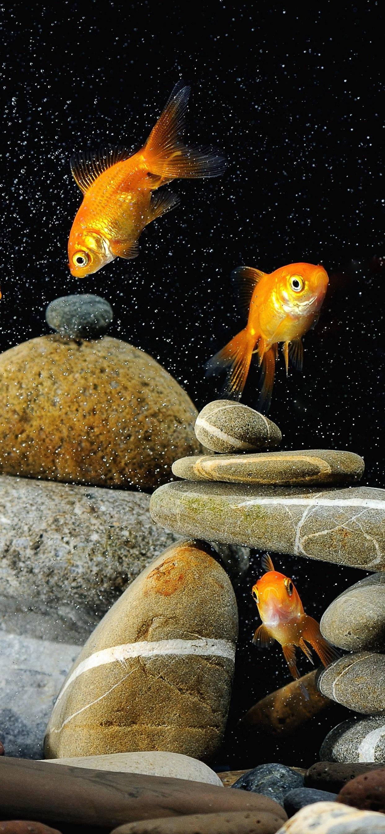 Goldfishes And Rocks Picha ya Ukuta