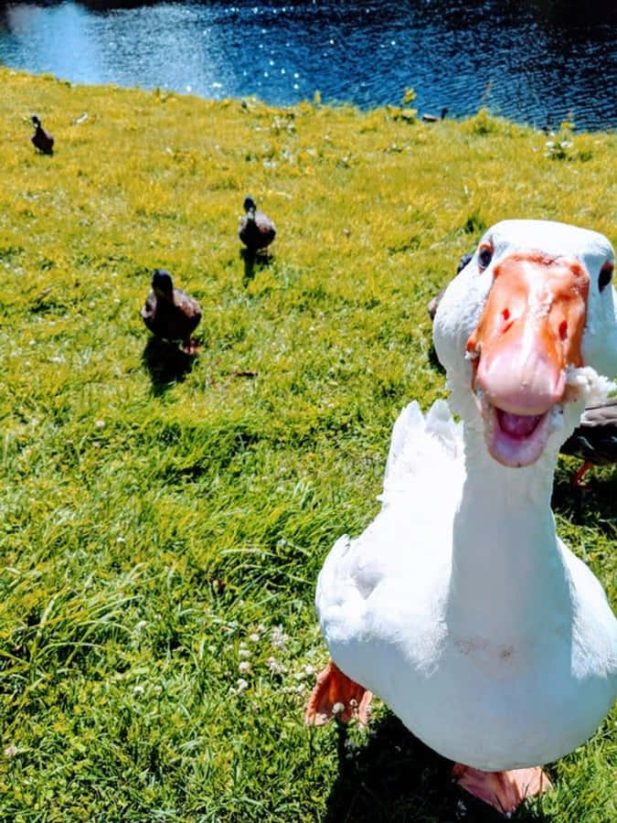 Goose ya Kuchekesha na Bata wa Kahawia Picha ya Ukuta