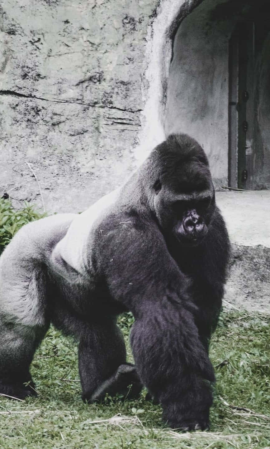 Gorilla Bora Dhidi Ya Background Ya Concrete Picha ya Ukuta