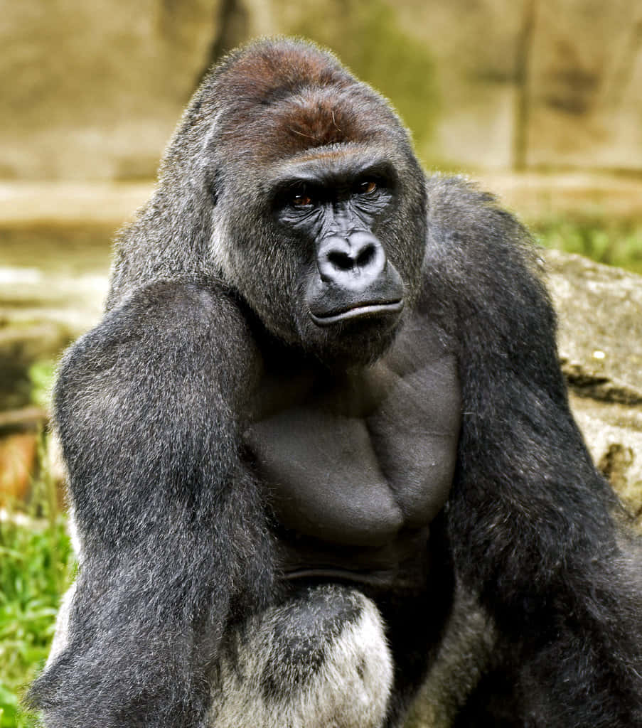Gorilla mtu mzuri katika mazingira yake ya asili Picha ya Ukuta